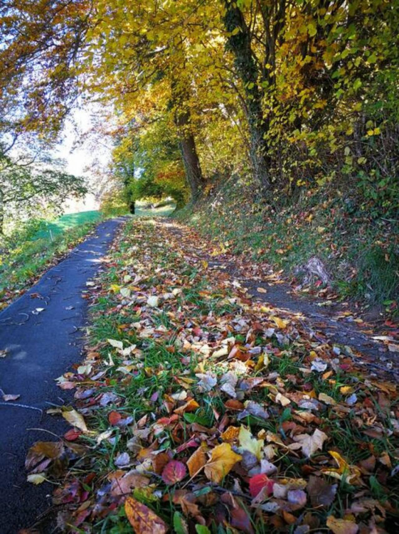 SwissHut Stunning Views Alps Lake - Apart. Erli Up