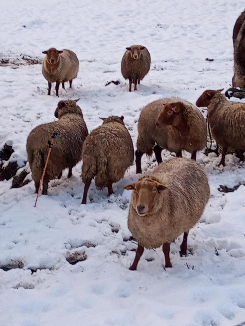 vakantieverblijf Nature