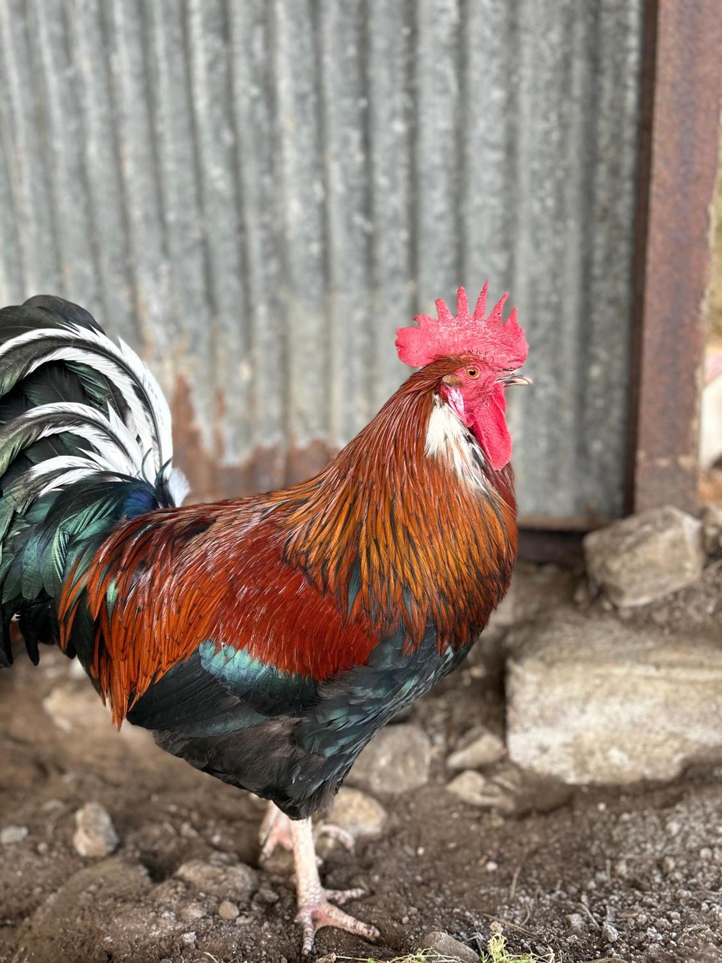 Elishaw Farm Holiday Cottages