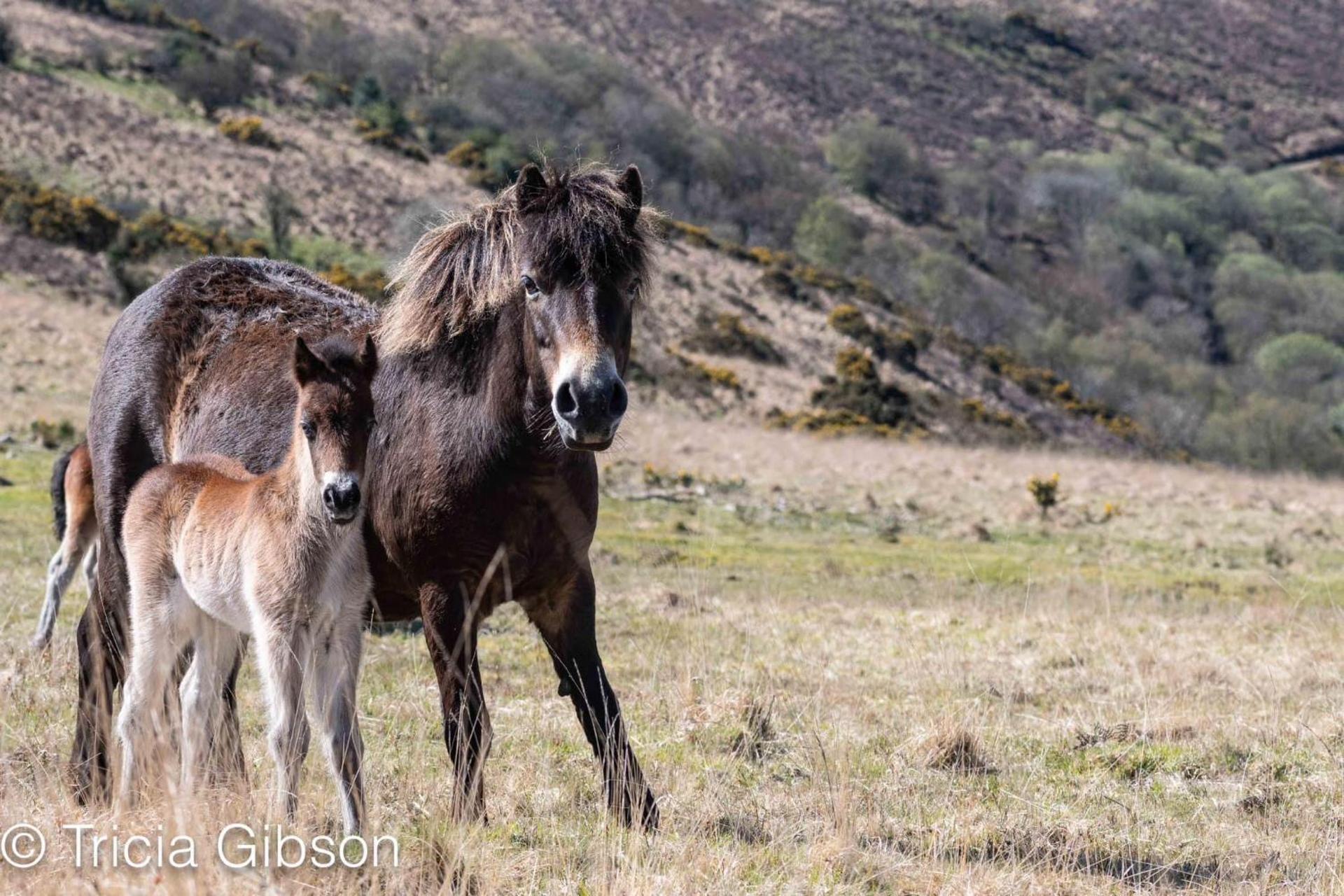 Exmoor retreat on Two Moors Way