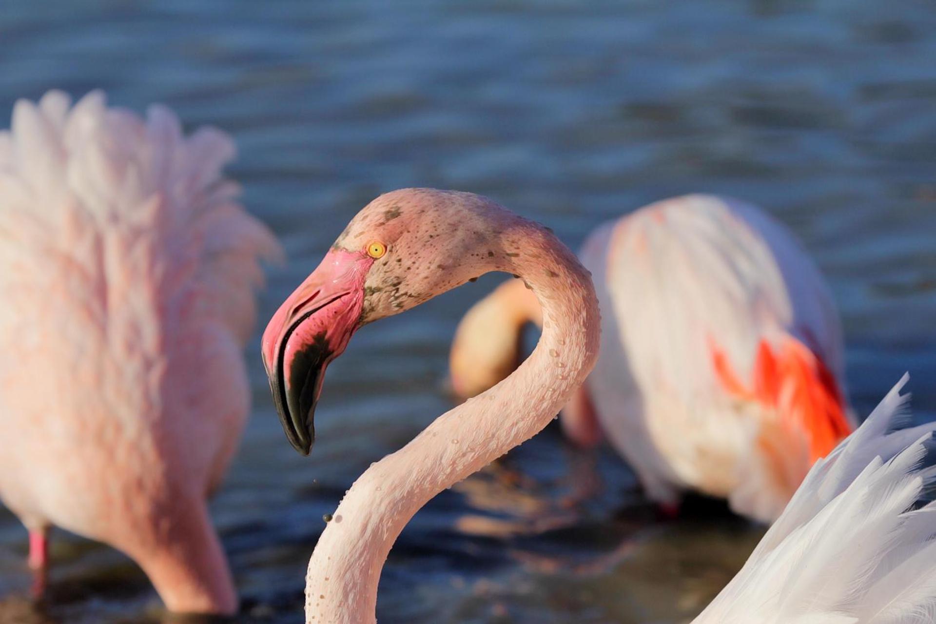 Appartement "La Rose des Vents"