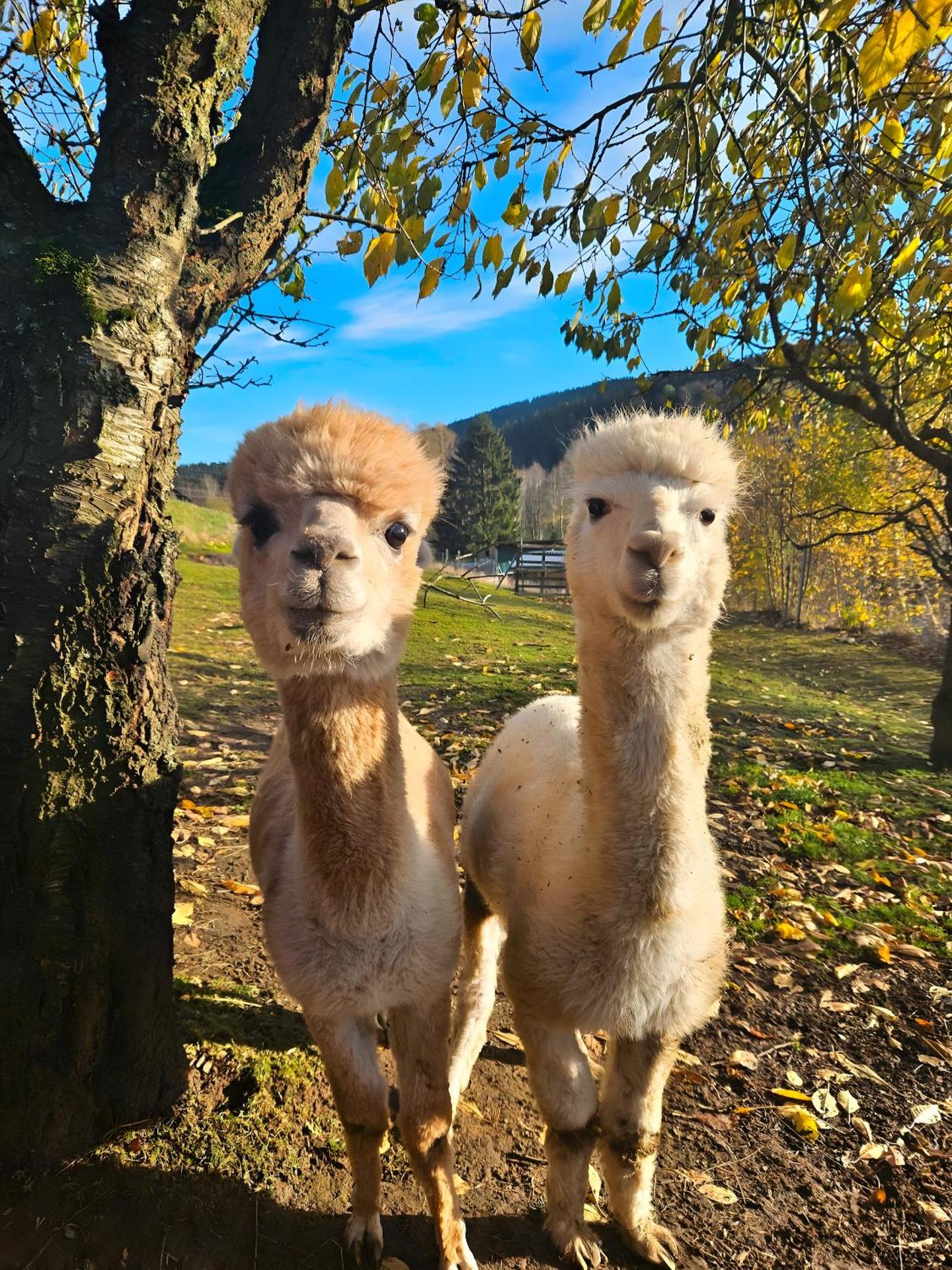 Auszeit zwischen Fellnasen