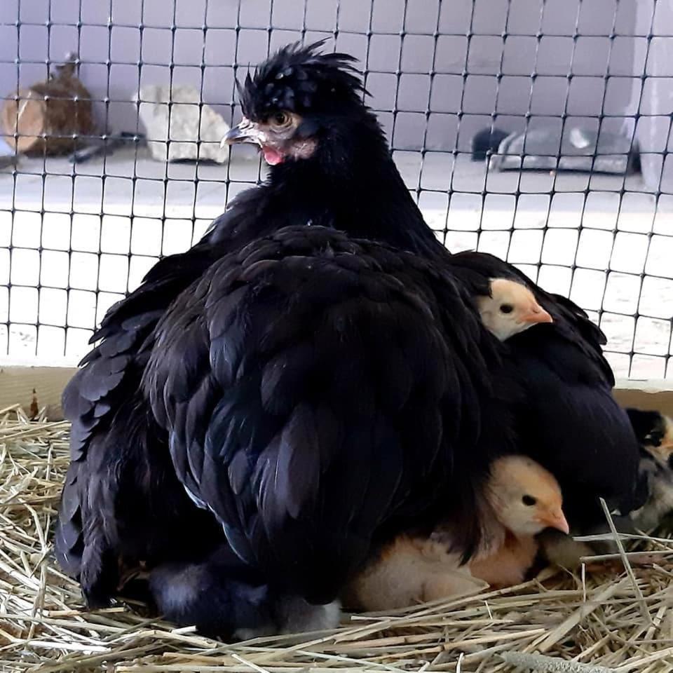 Cabin "Morell" by the Hardangerfjord