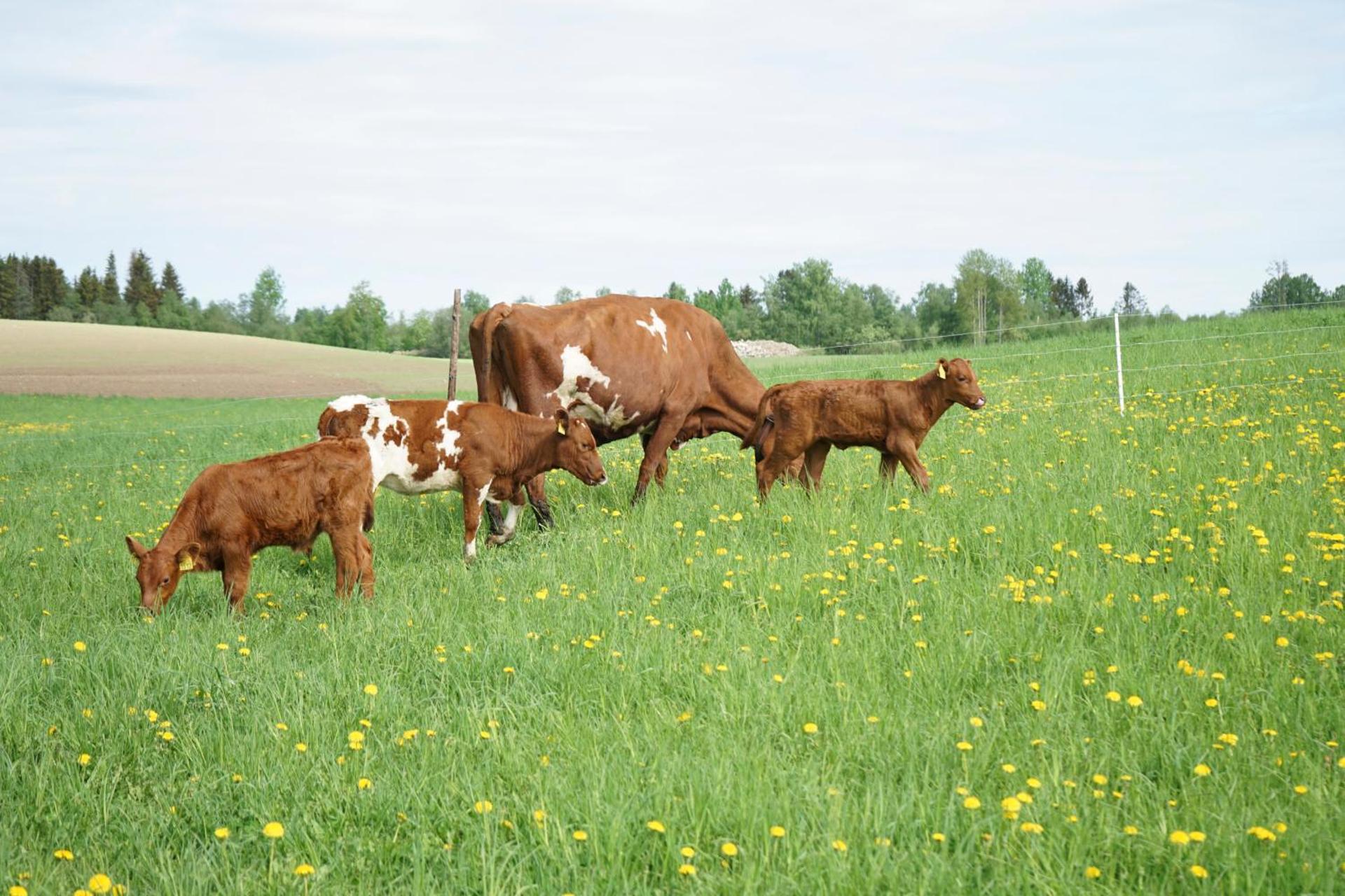 Fokhol Gård Gjestehus