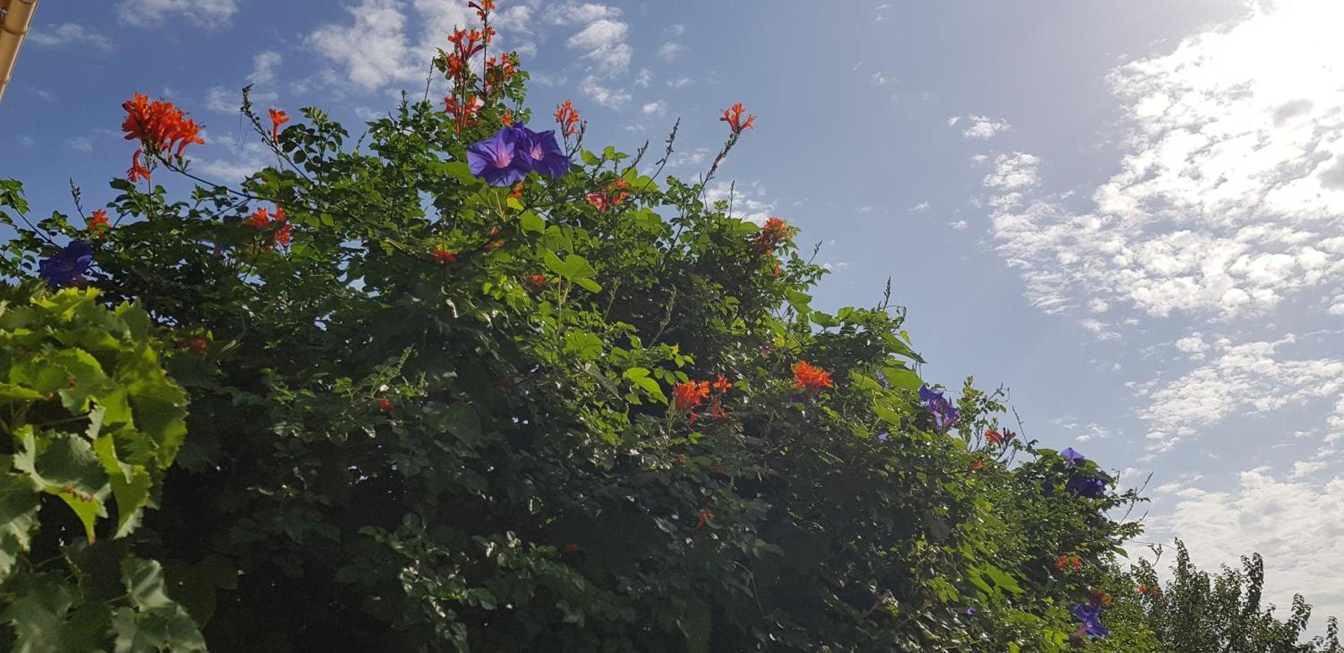 Superbe T2 avec jardin, piscine-enfant et parking
