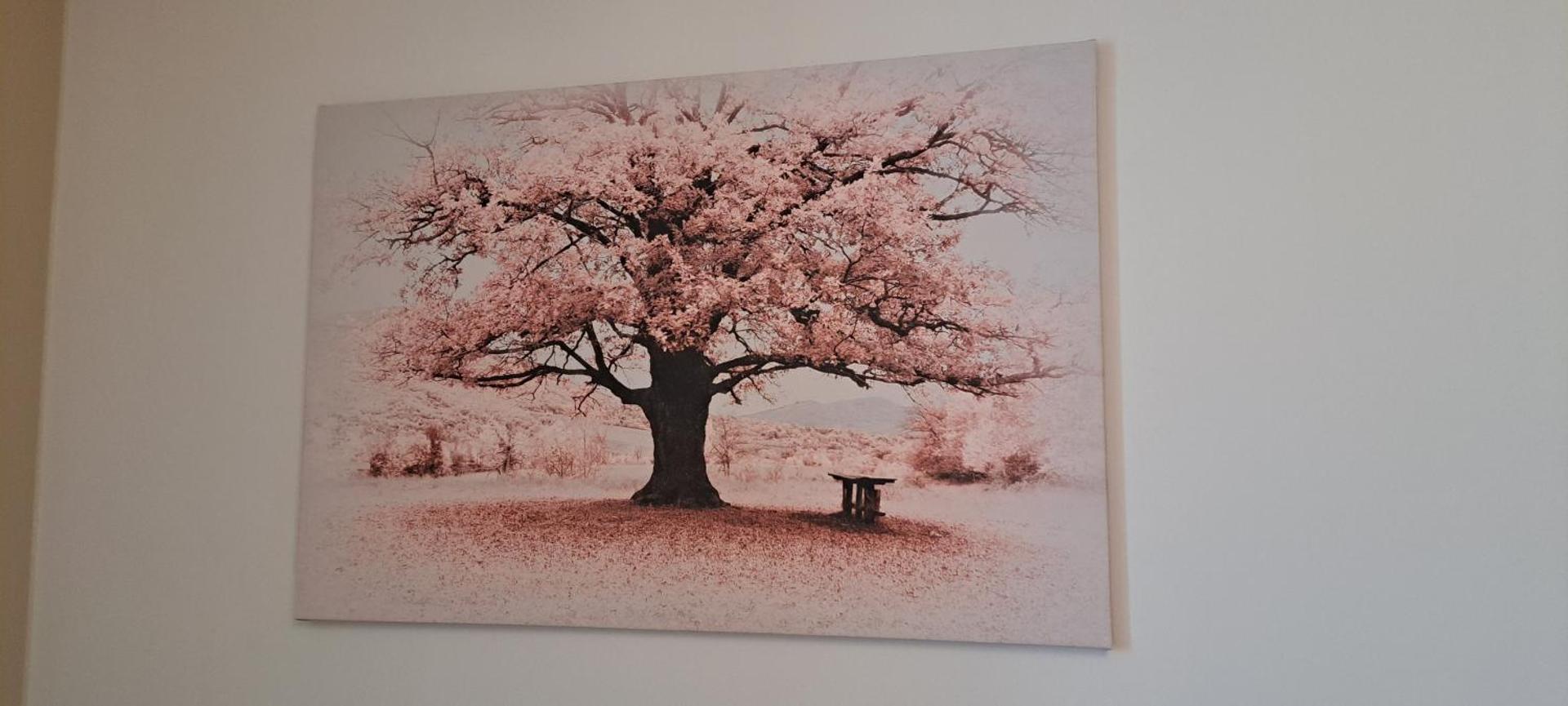 L'Arbre Rose de Bergheim