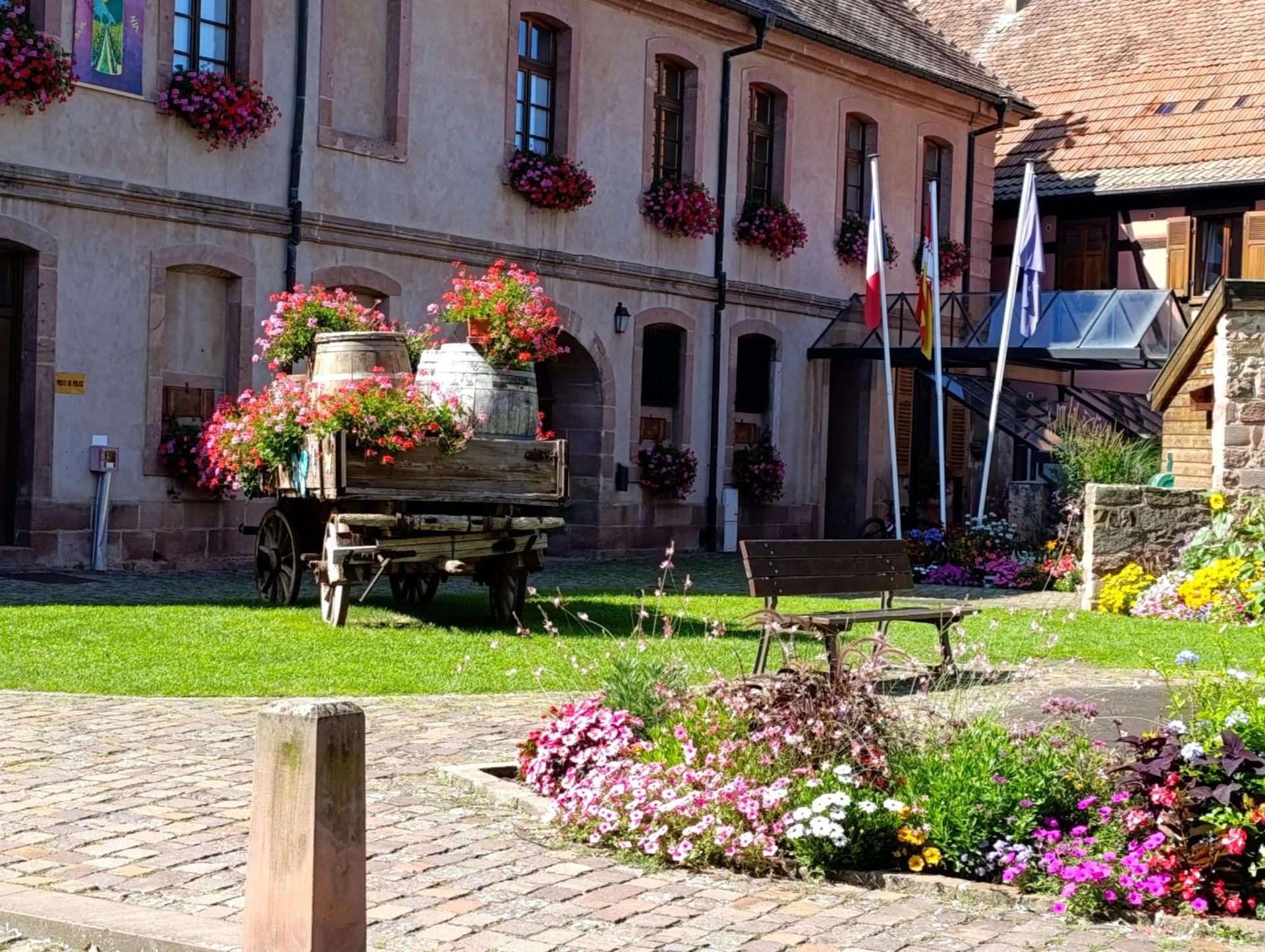 L'Arbre Rose de Bergheim