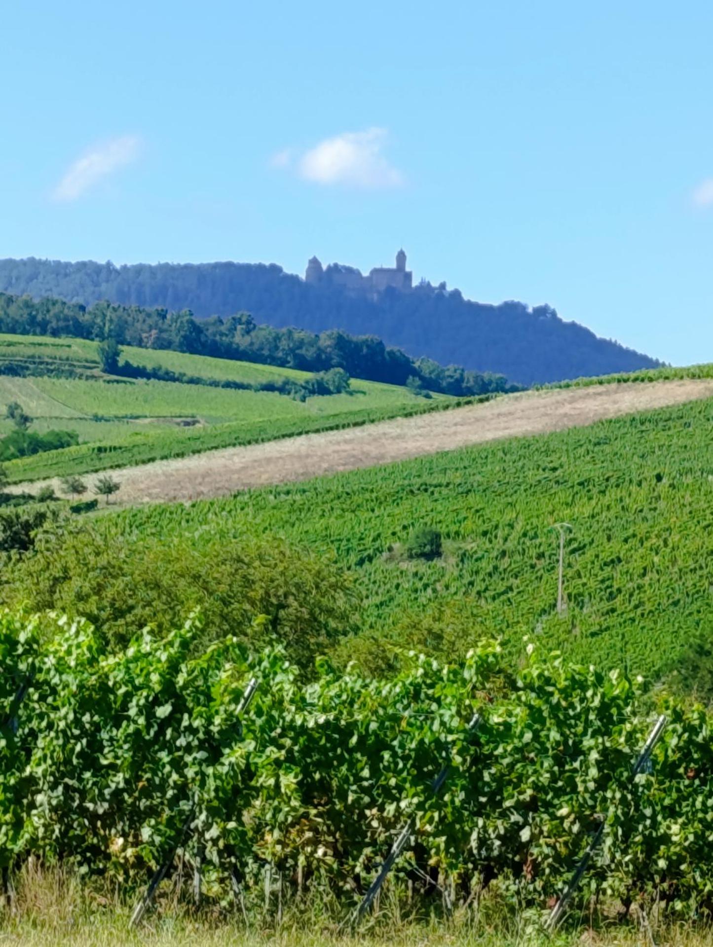 L'Arbre Rose de Bergheim