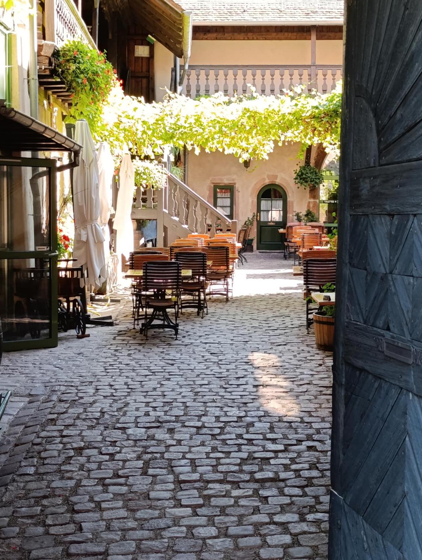 L'Arbre Rose de Bergheim