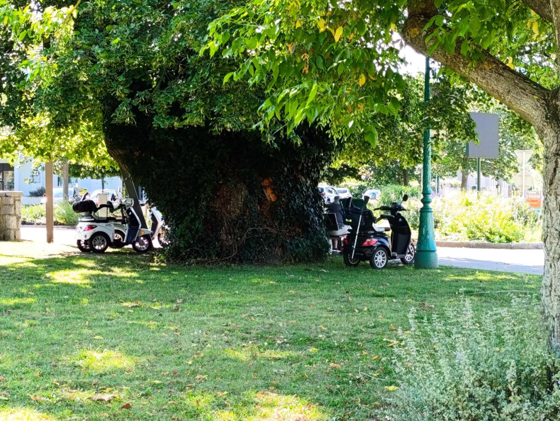 L'Arbre Rose de Bergheim