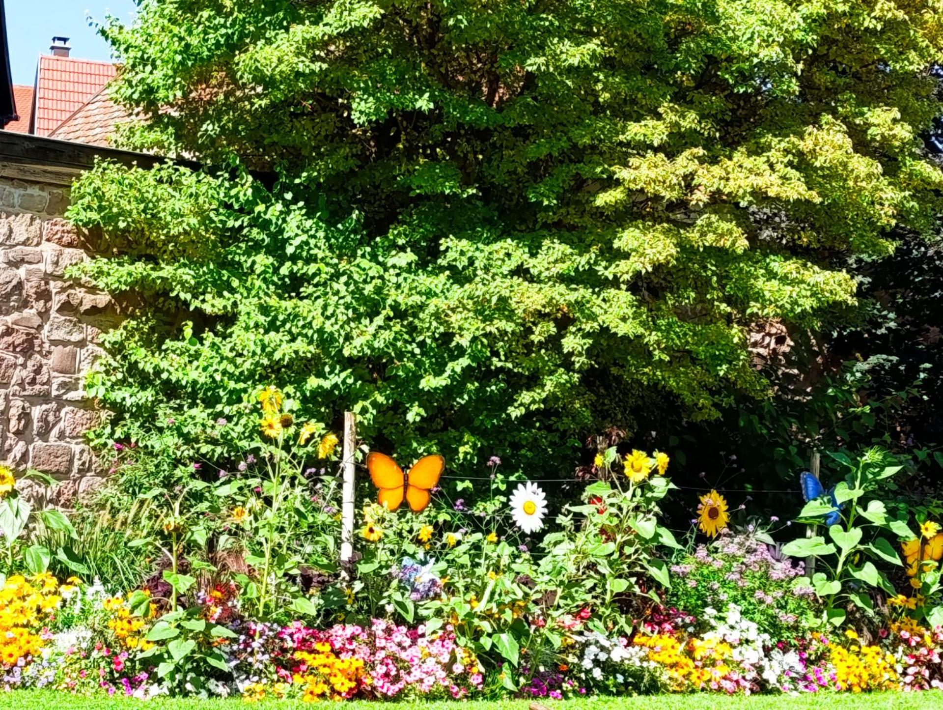 L'Arbre Rose de Bergheim