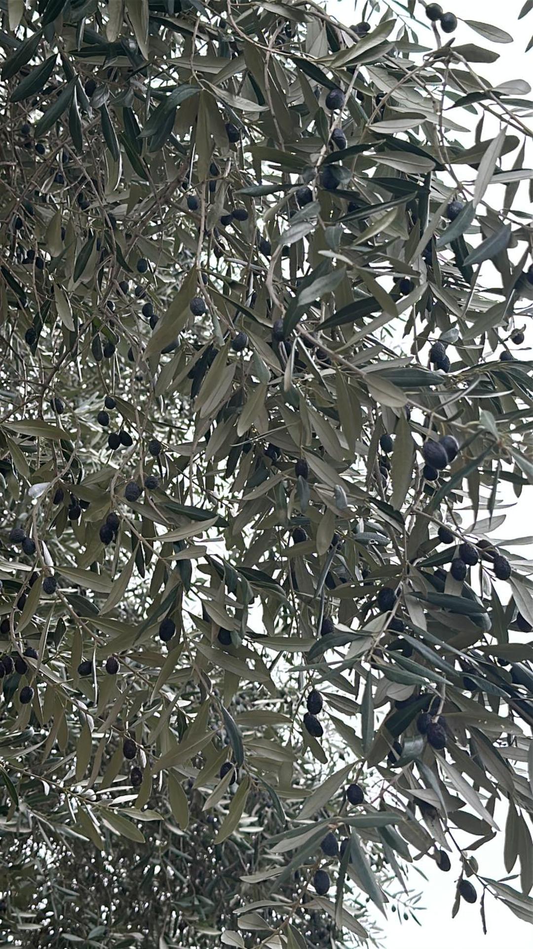 Hi Ostello Della Pace Assisi