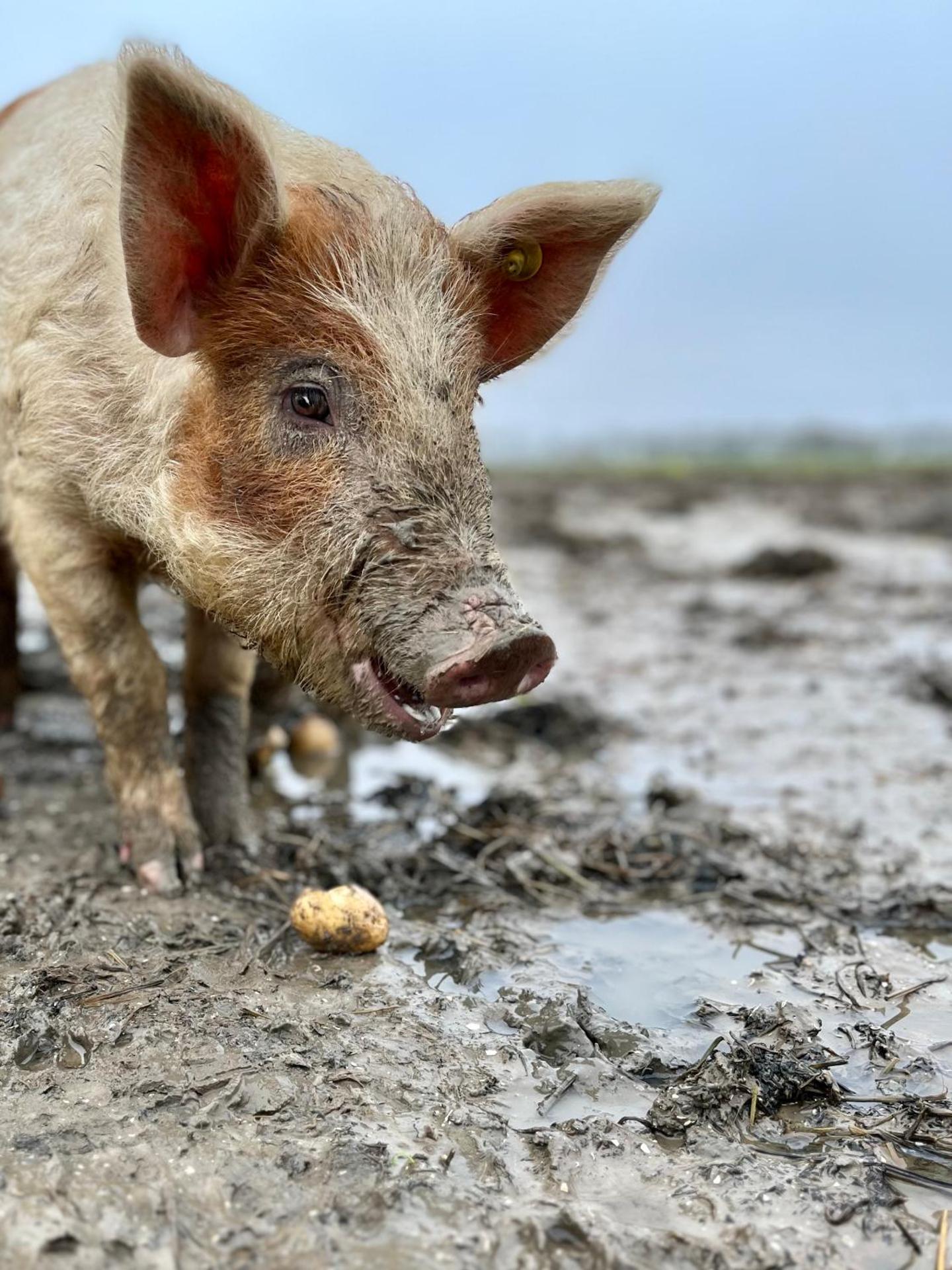 Pilotenhof - Hooizolder