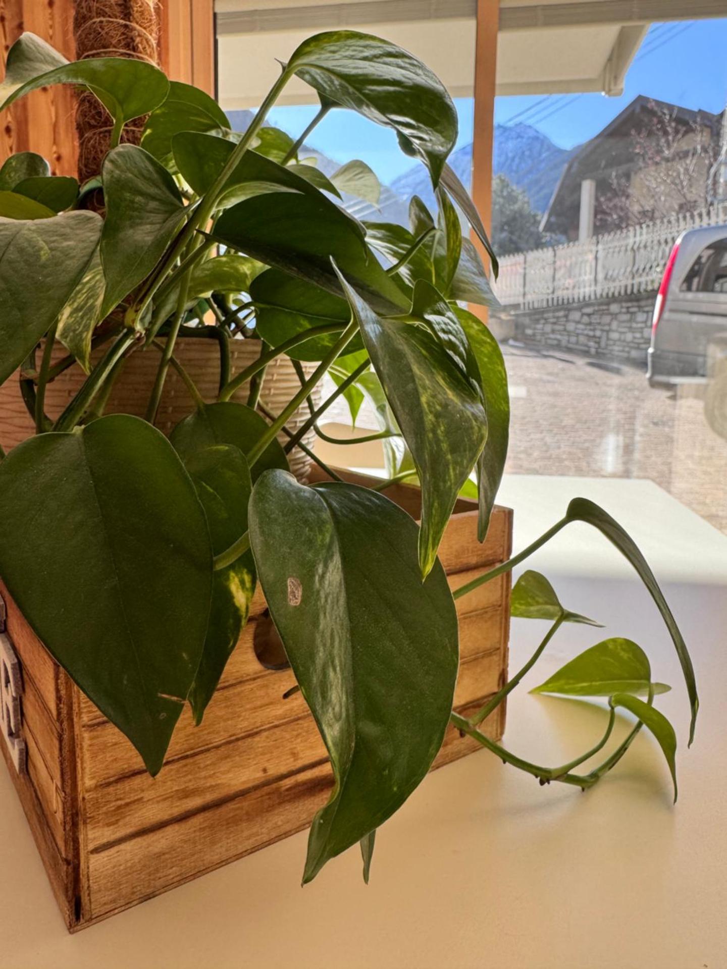 Residenze Vezza - La Corteccia-