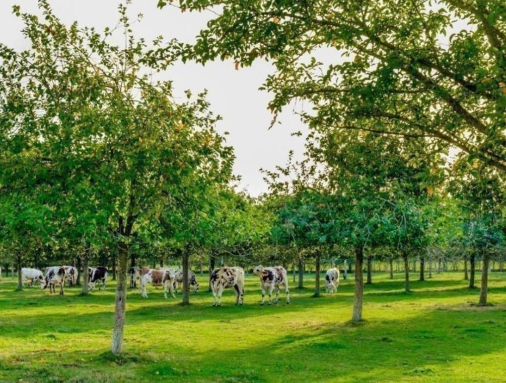 Les gîtes du Mesnil chambre deluxe