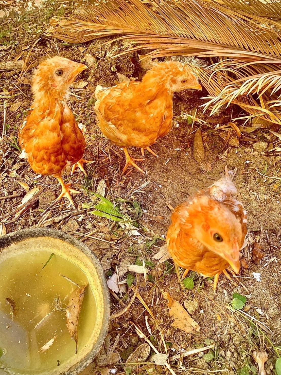 海っぺりー大網白里