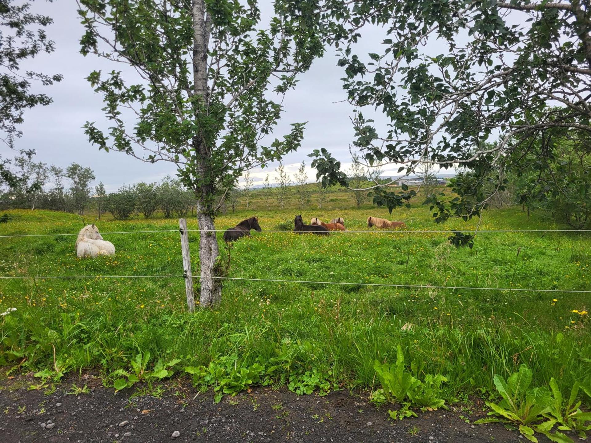 Studio apartment in countryside