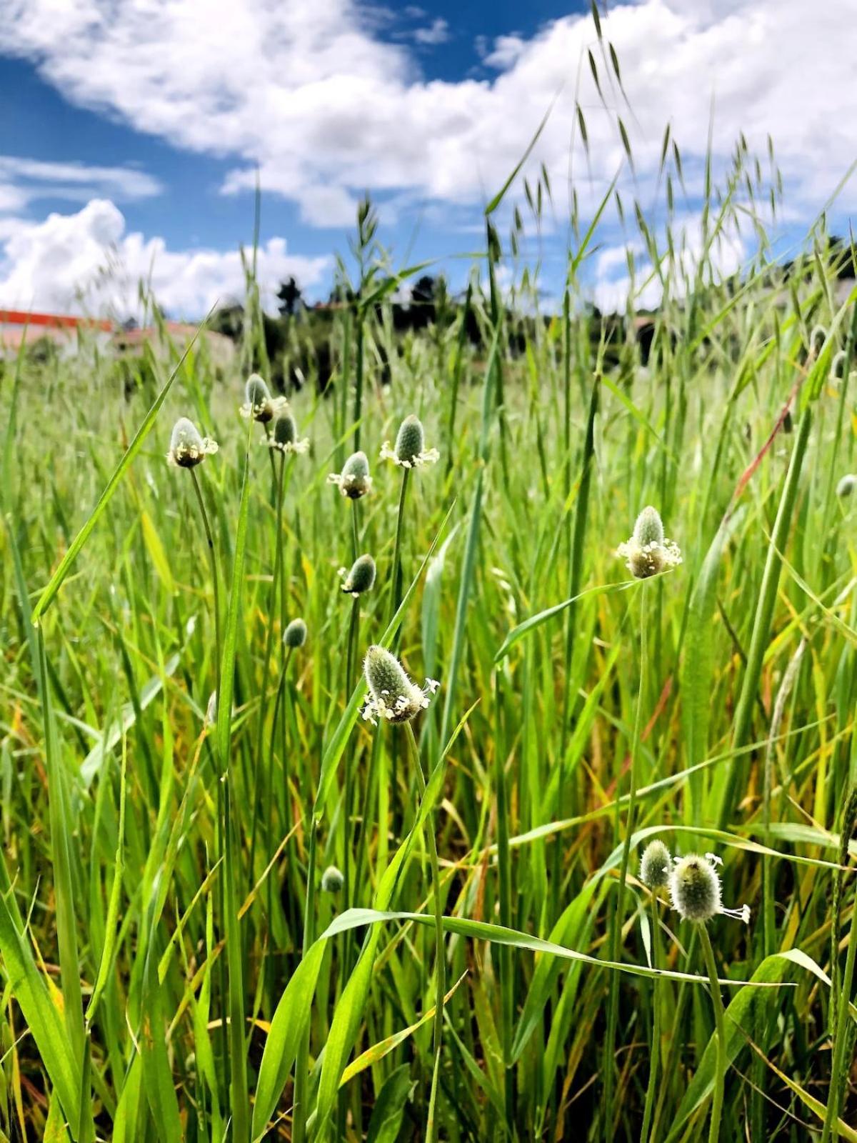 Casa Martins Country Apt No 4