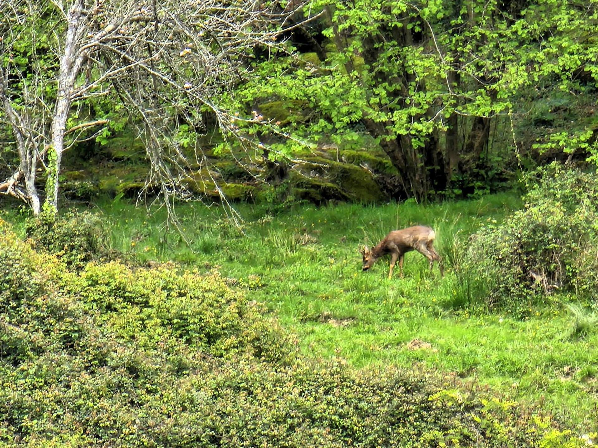 ARBELA Apartamentuak