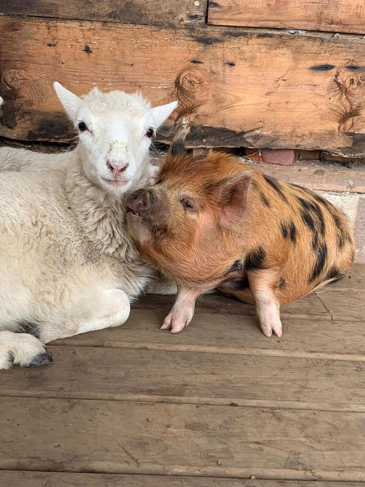 Cozy Beachfront Cabin at Woodside Farm
