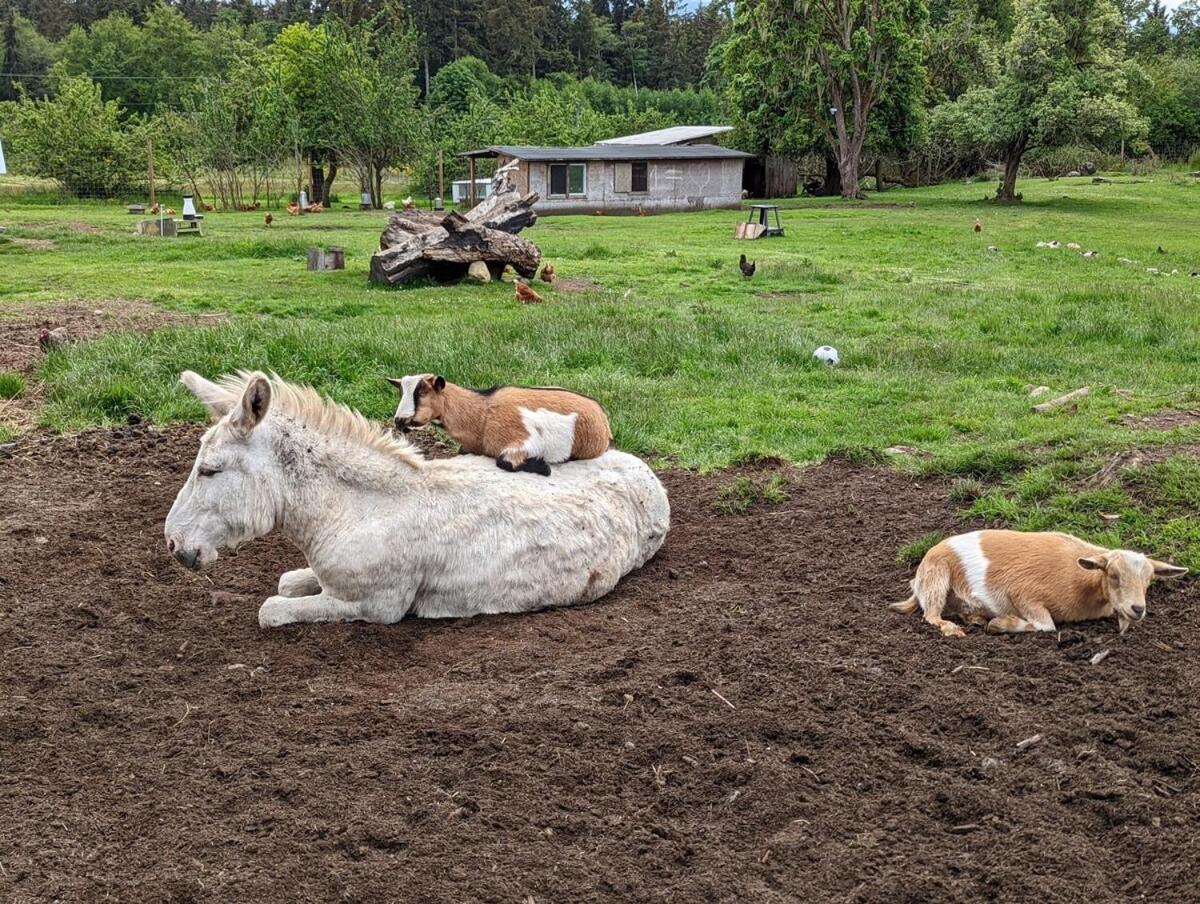 Cozy Beachfront Cabin at Woodside Farm
