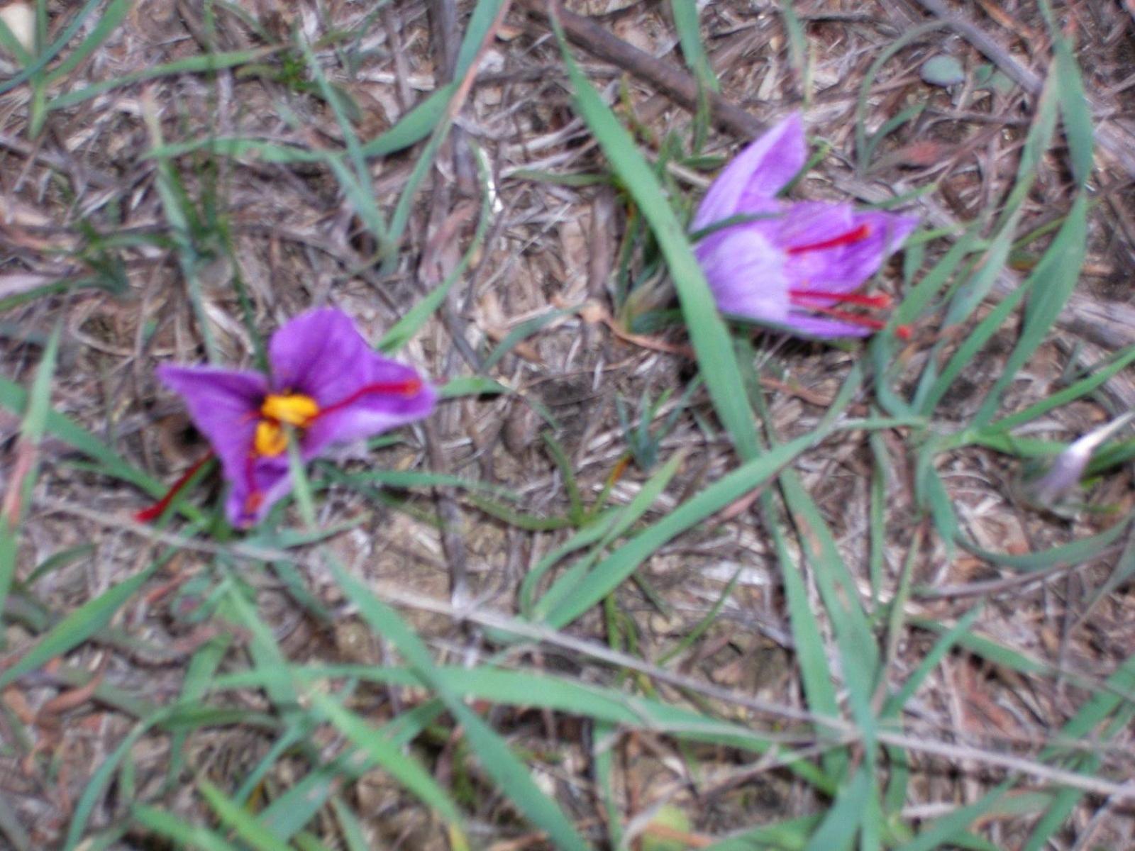Agriturismo L'Imposto