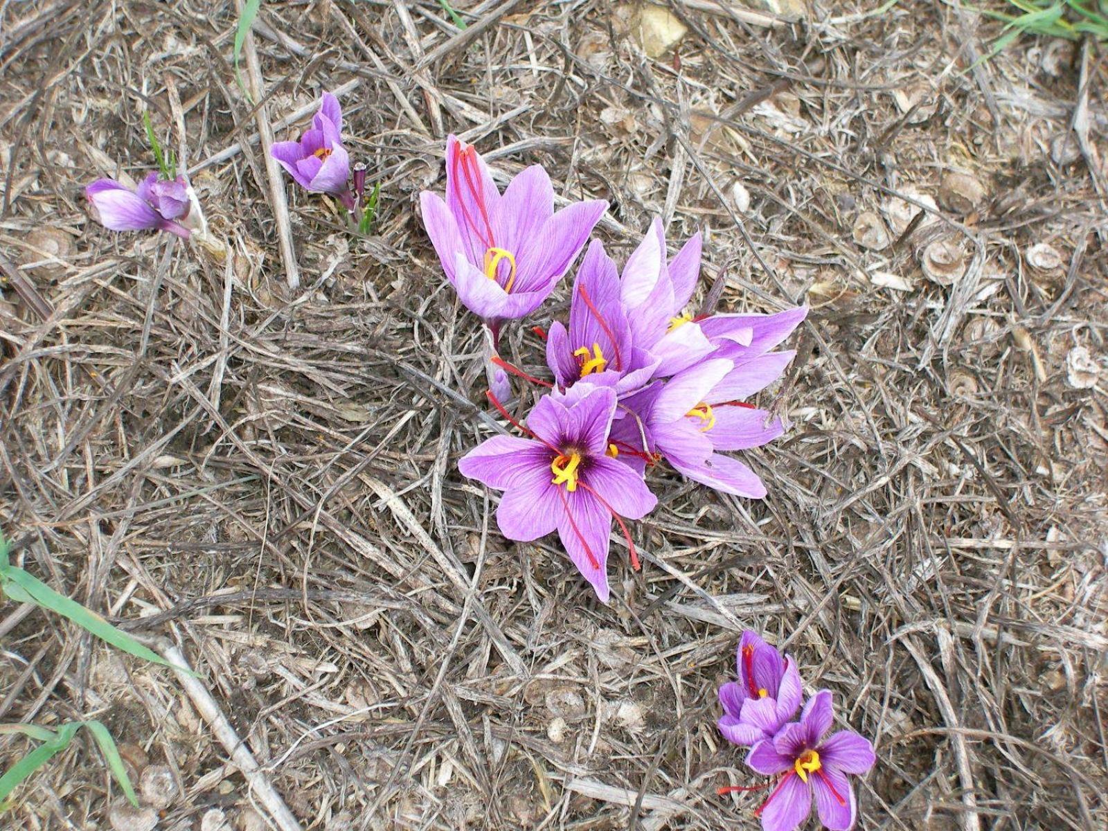 Agriturismo L'Imposto