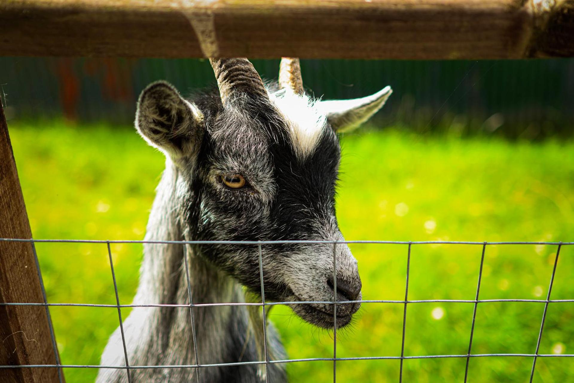 Great House Farm Luxury Pods and Self Catering