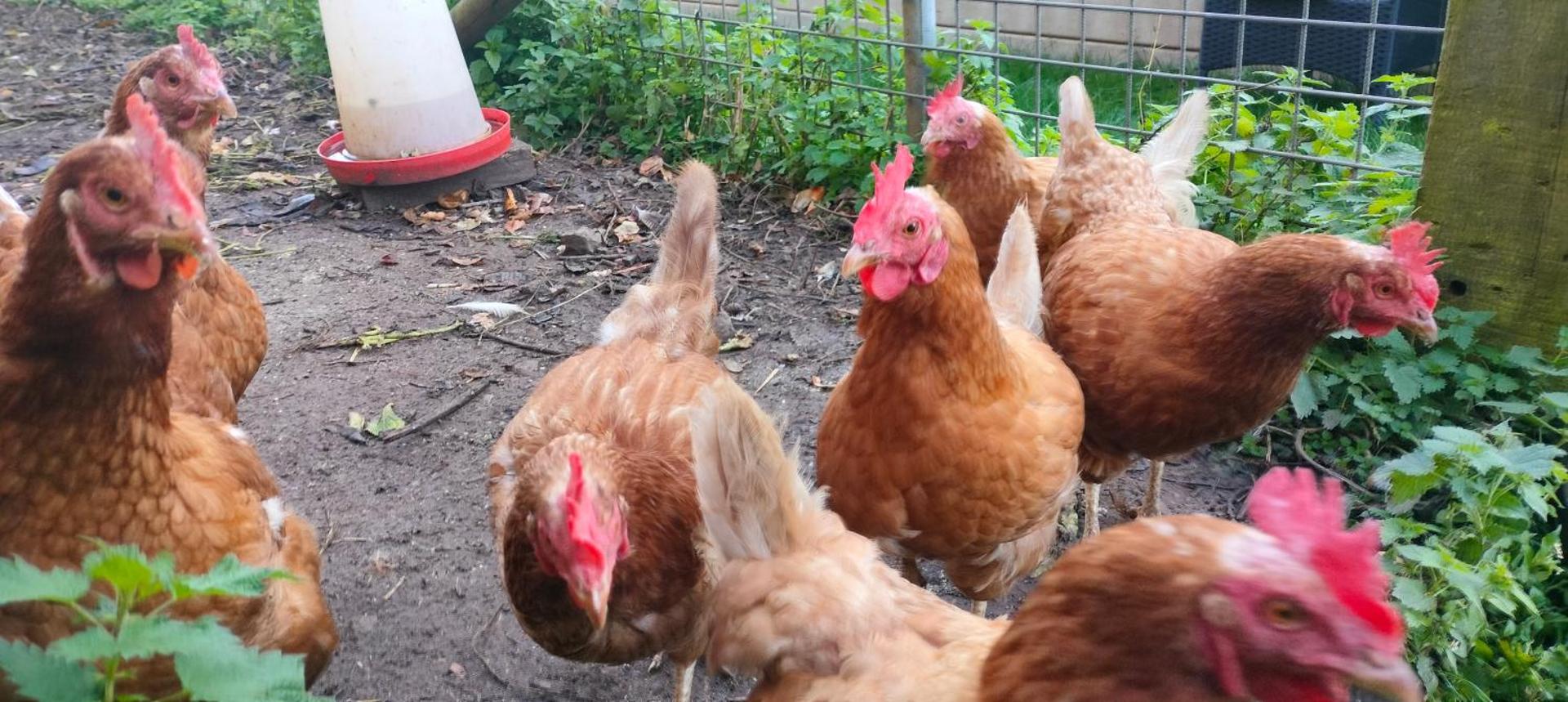 La nuitée à la ferme