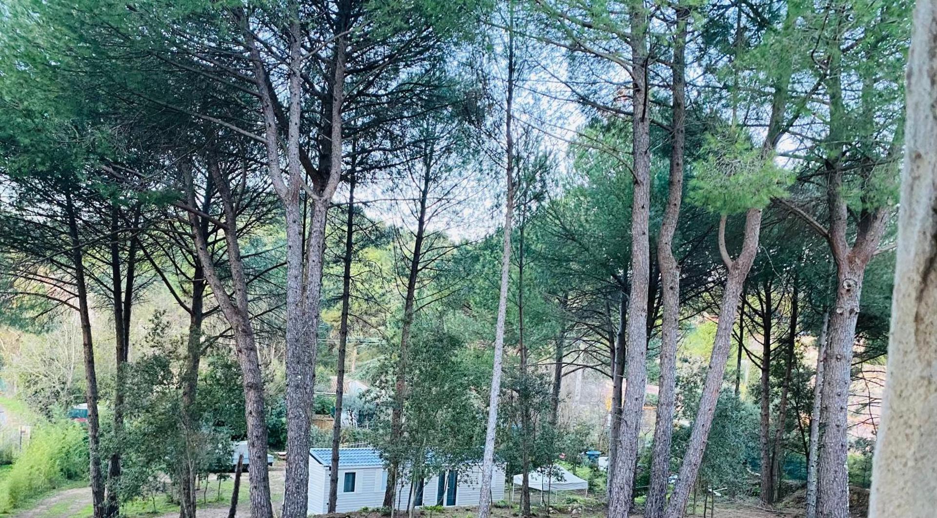 Mobil home de standing à la Porte des Cévennes sur un terrain arboré et ombragé