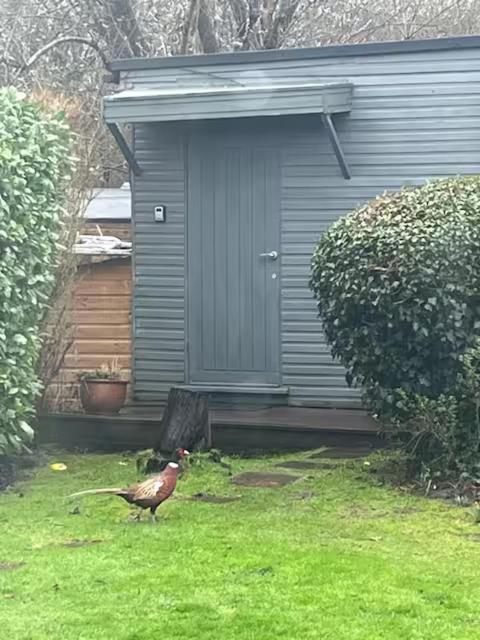 Cosy Countryside Cabin