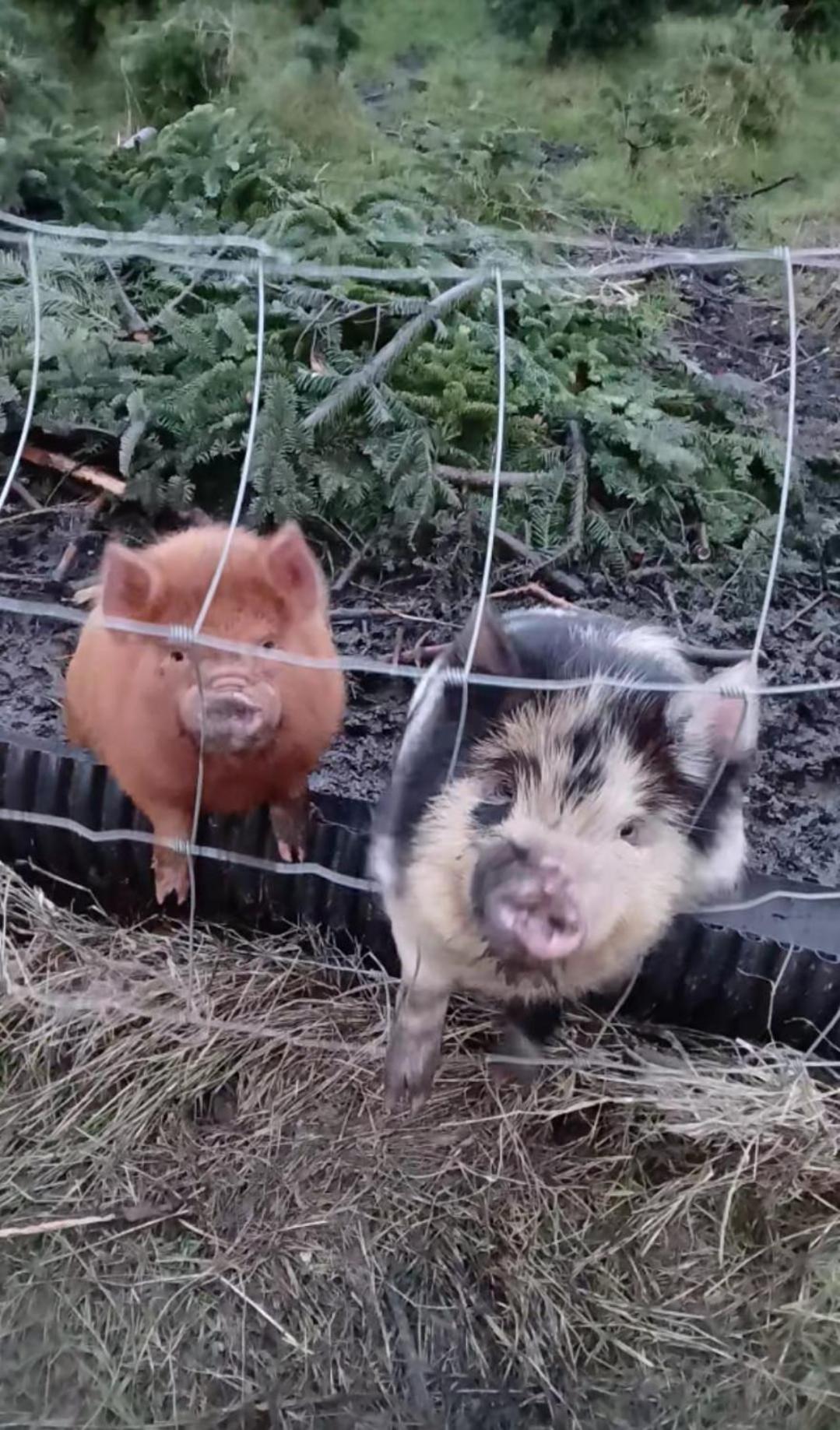 The Old House at Belfield