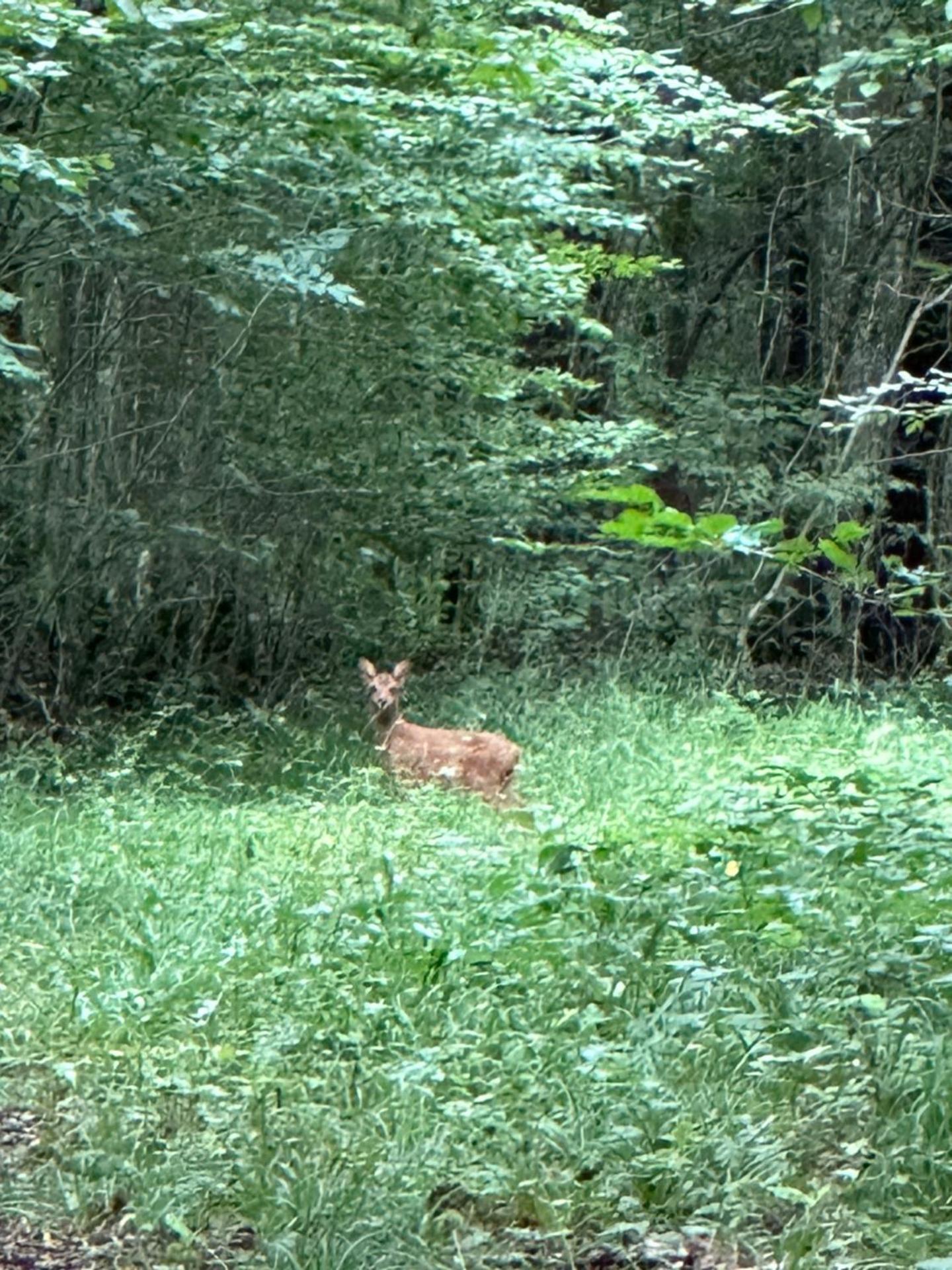 Maison dans les bois