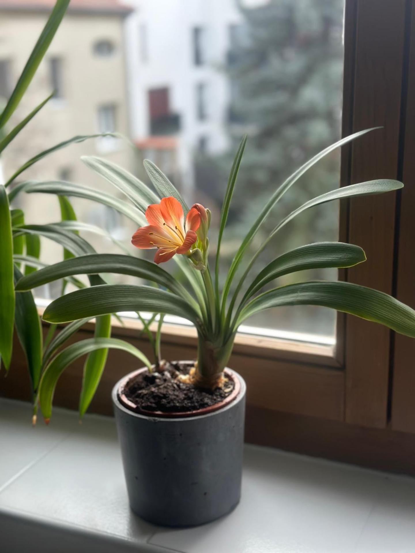 City Center Apartman Győr