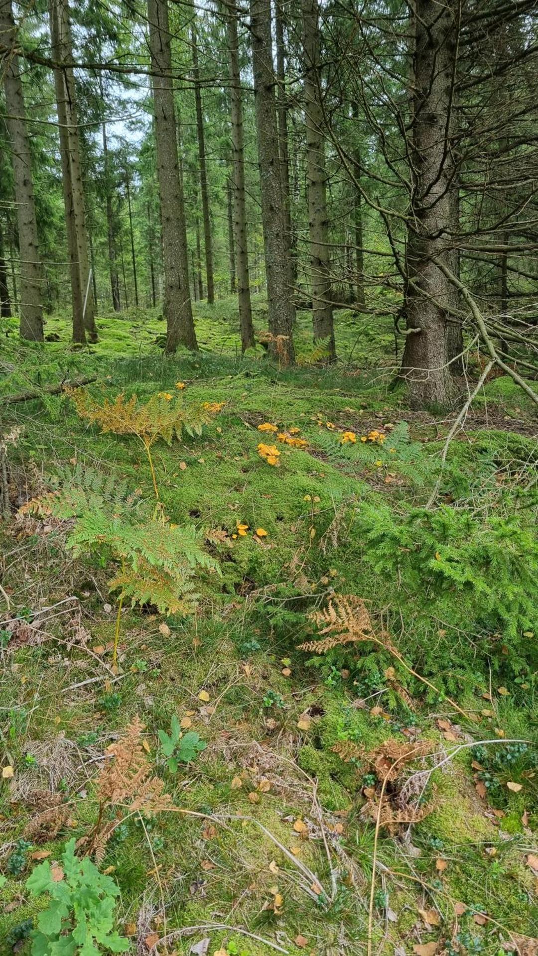 Henrys utanför Ullared
