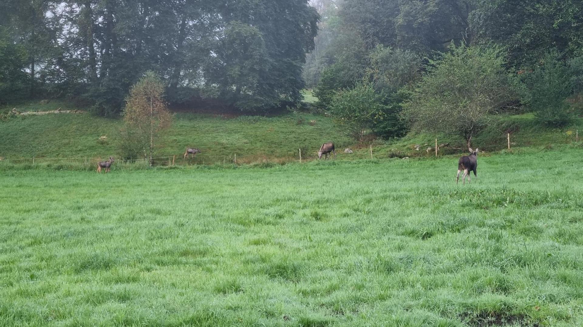 Henrys utanför Ullared