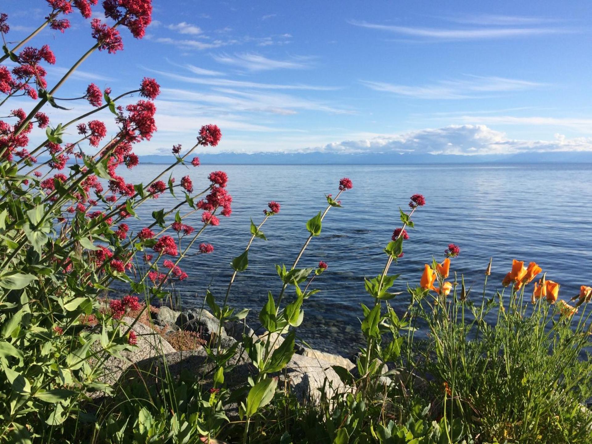 Blitz Beach House Oceanside Suite