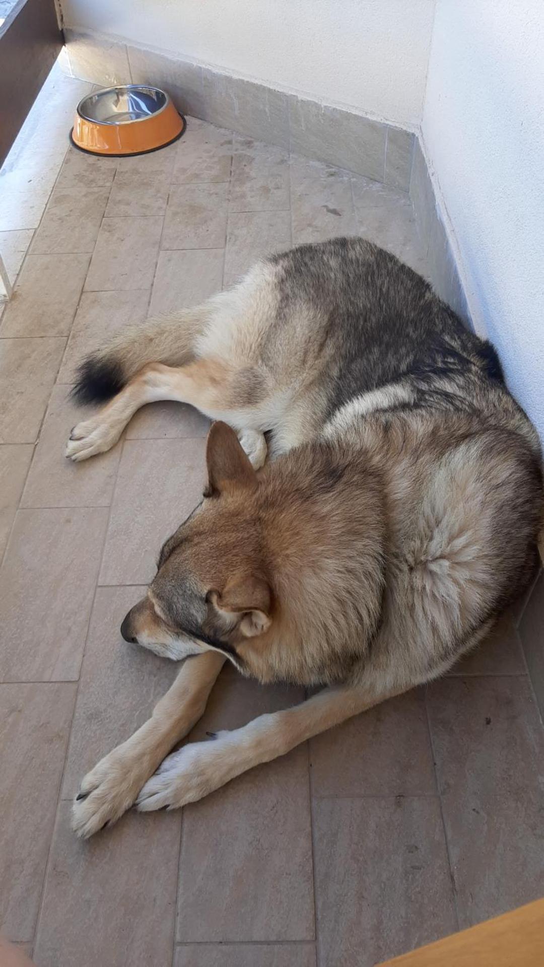 La tana del lupo Pet Free