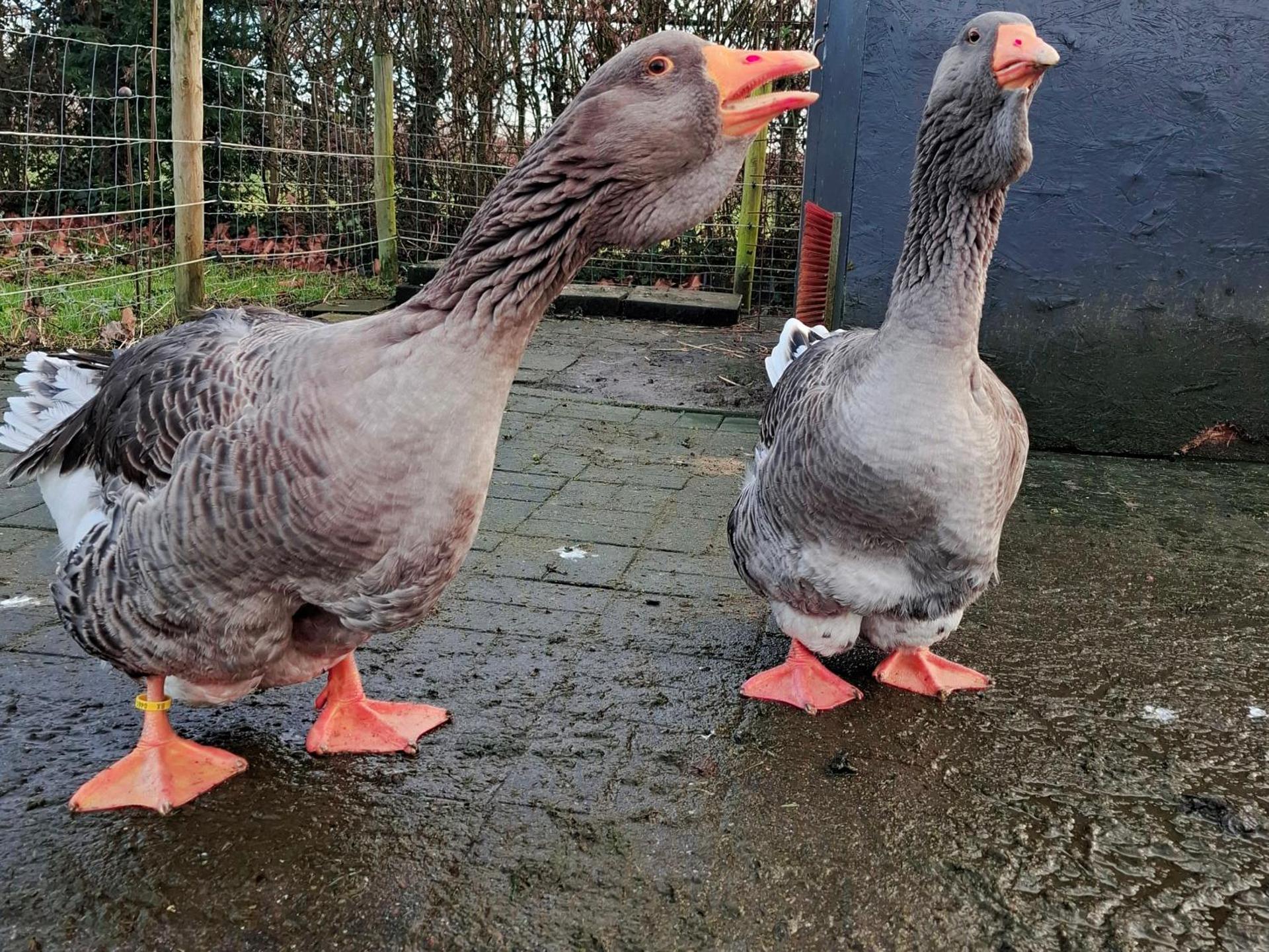 Guesthouse Claeswael