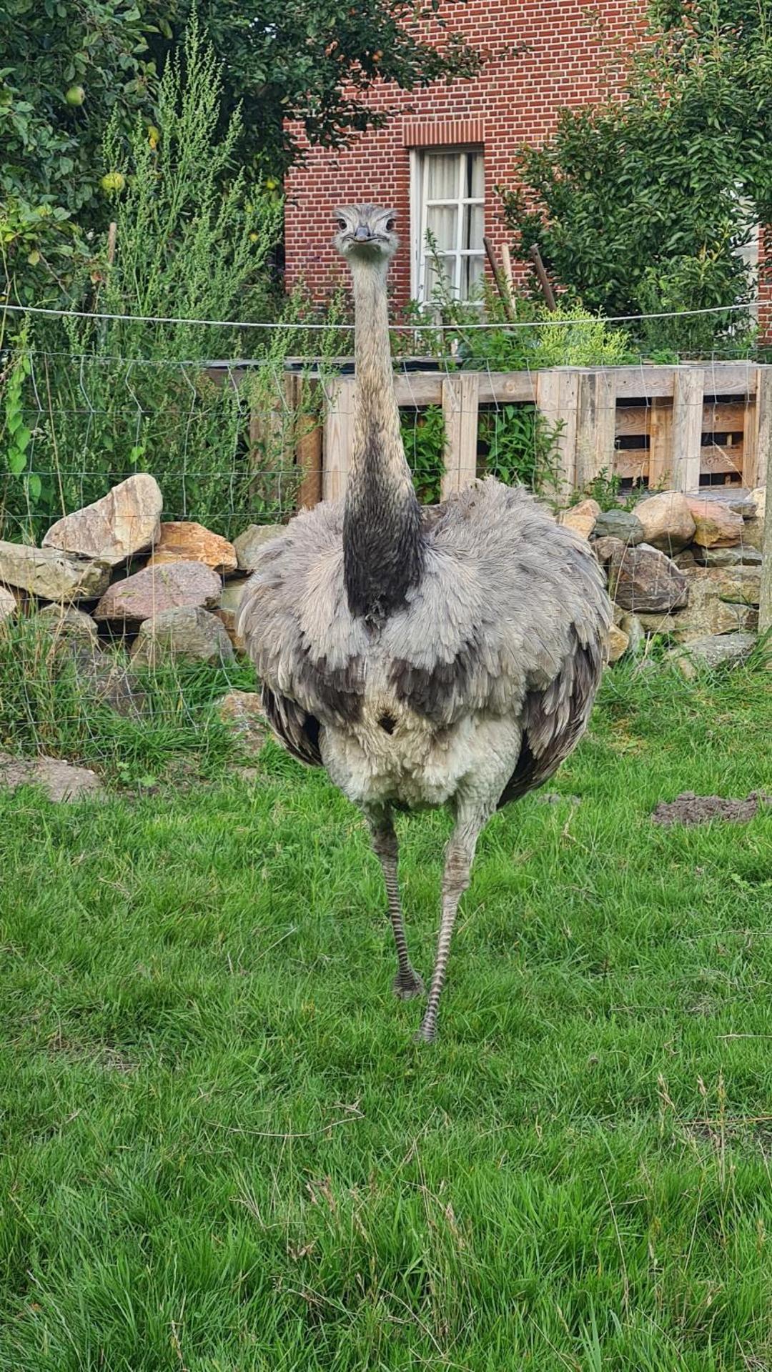 Naturhof Buschwiesen - Wohnung Lama
