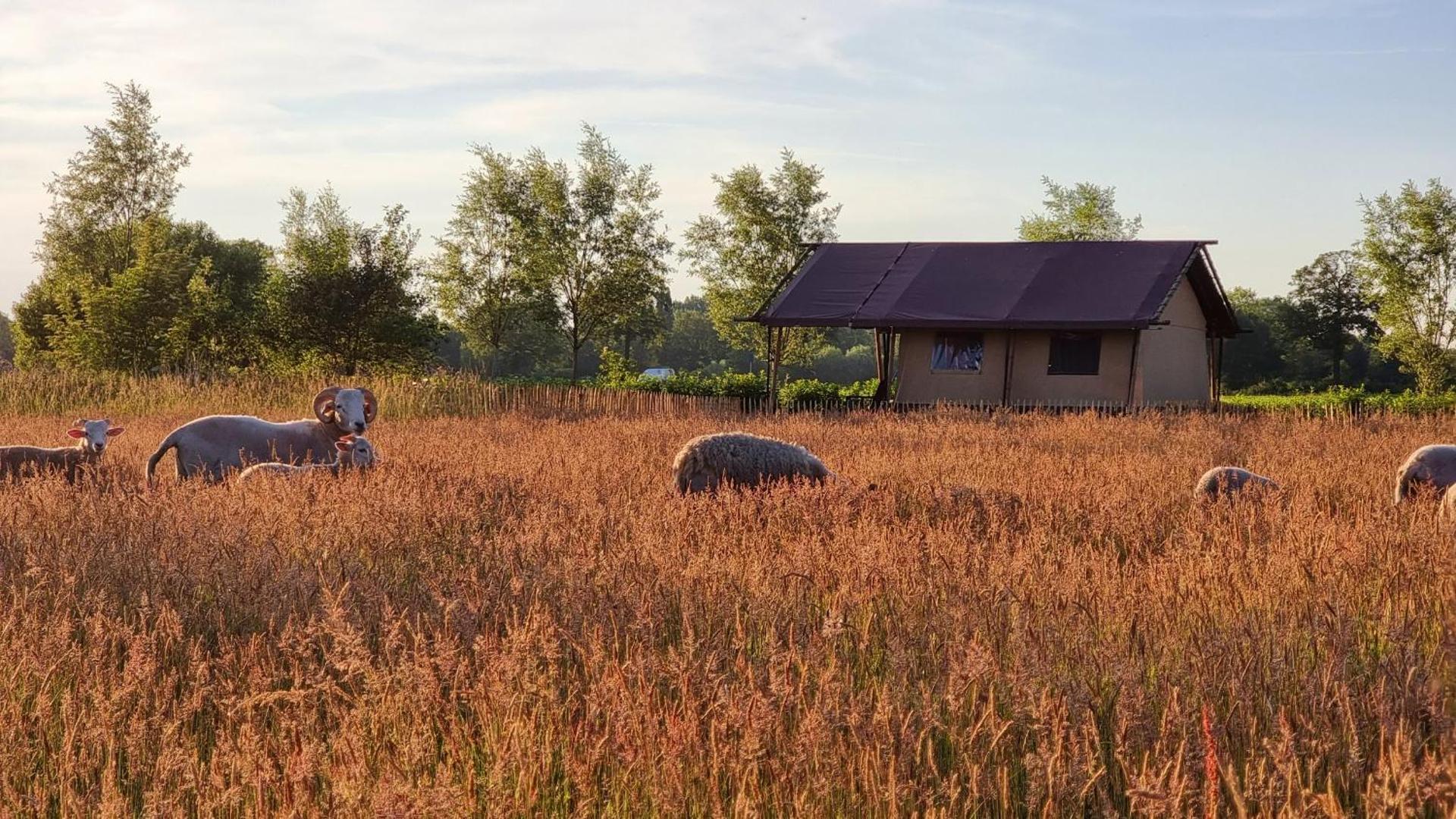 Luxury Safari Tent near Veluwe