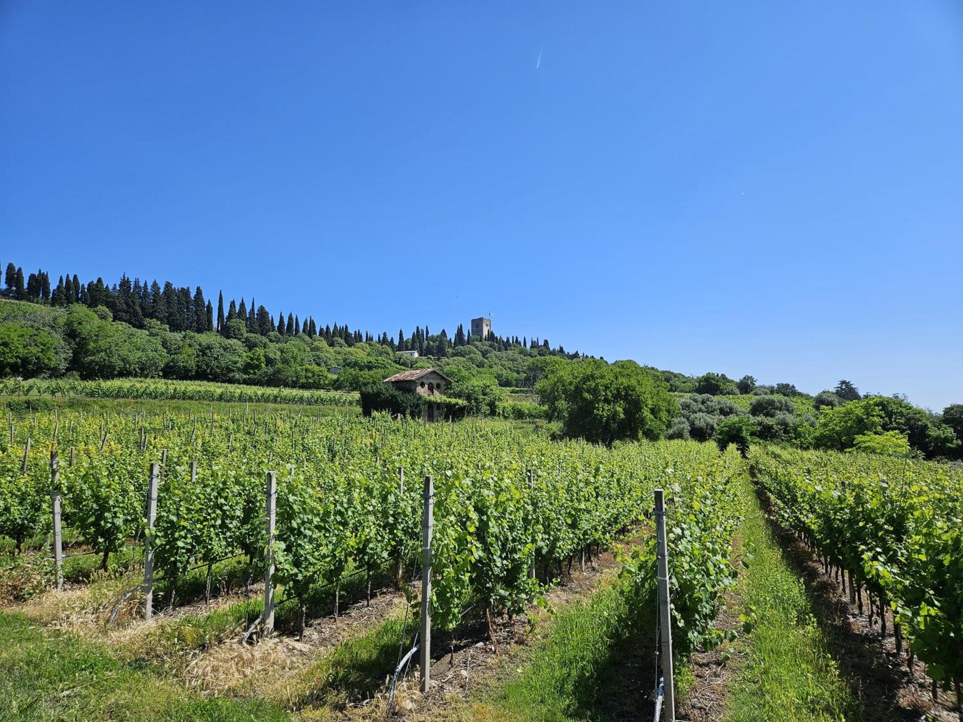 La Vite in Collina Apartment