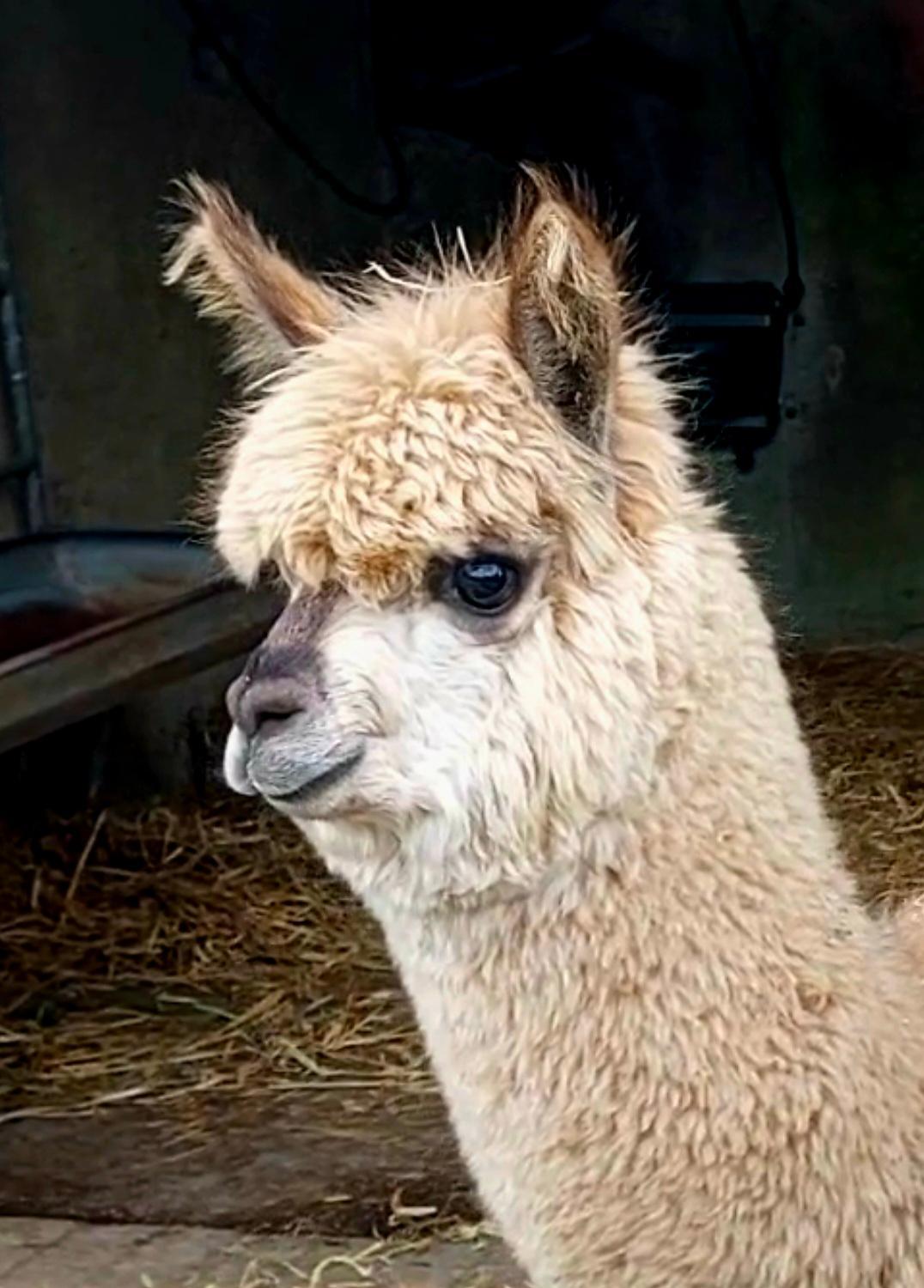 Ballyhoura Farm Escape Experience with Alpacas & Fairy Forest