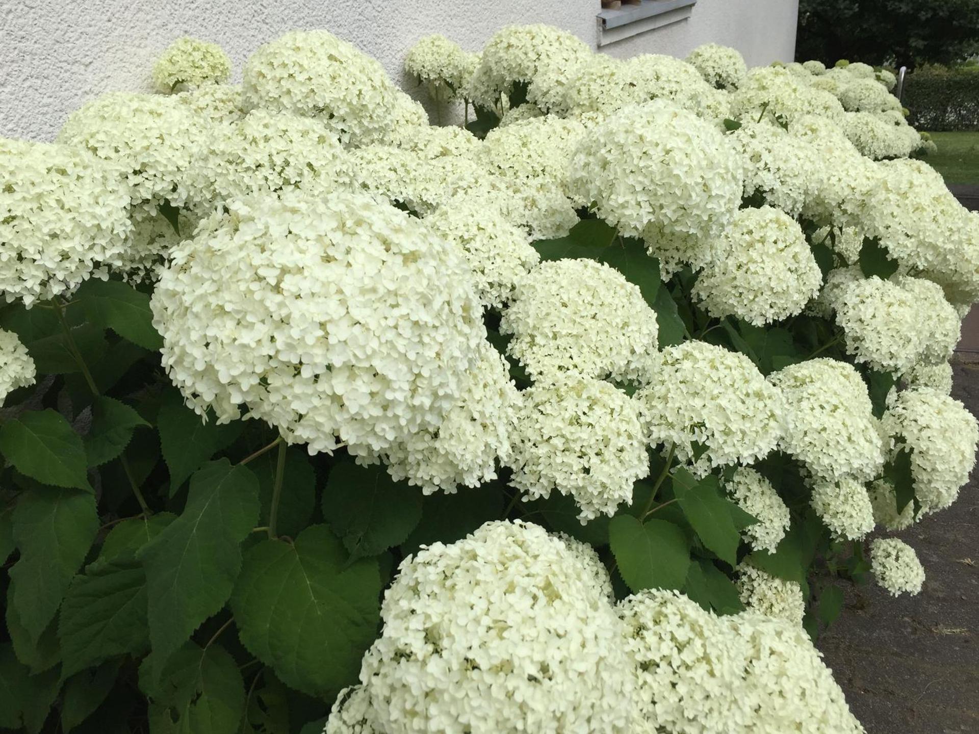 Attendorner Burgblick