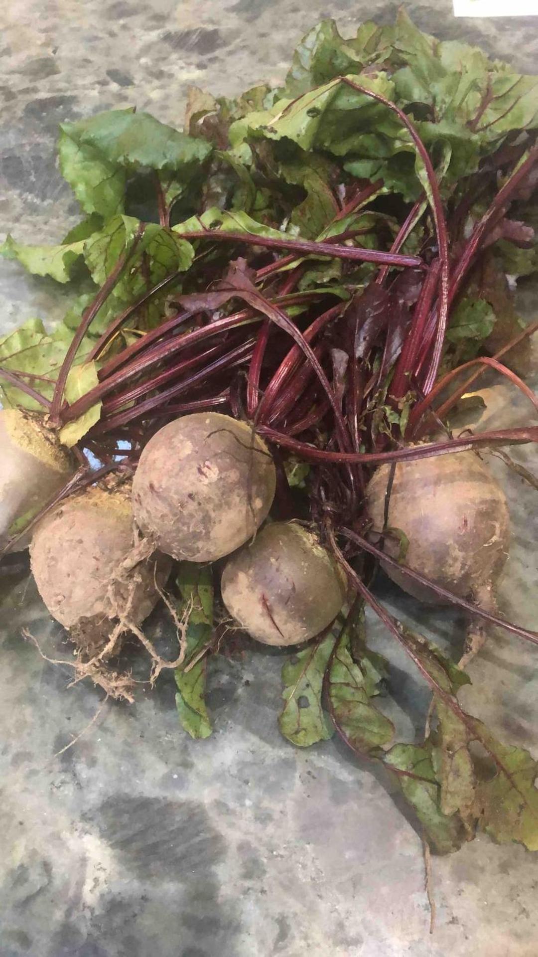 The Cowshed Cottage on The Greenway