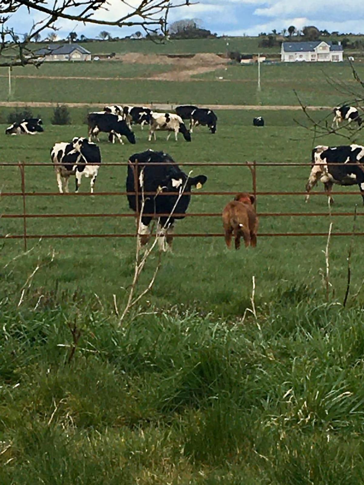 The Cowshed Cottage on The Greenway