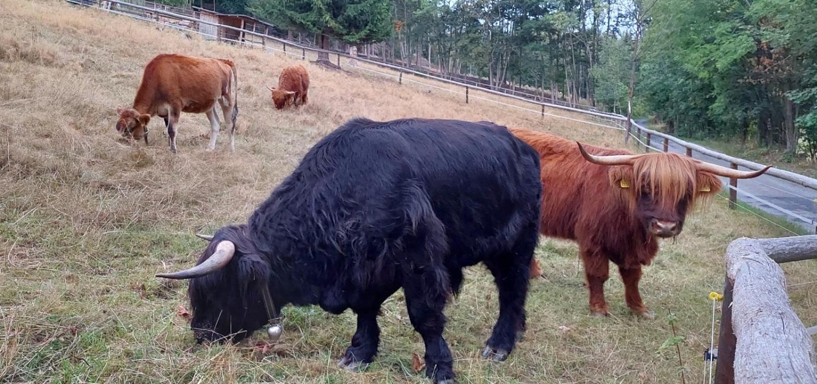 Apartmán Andrasa v Krkonoších se saunou a terasou