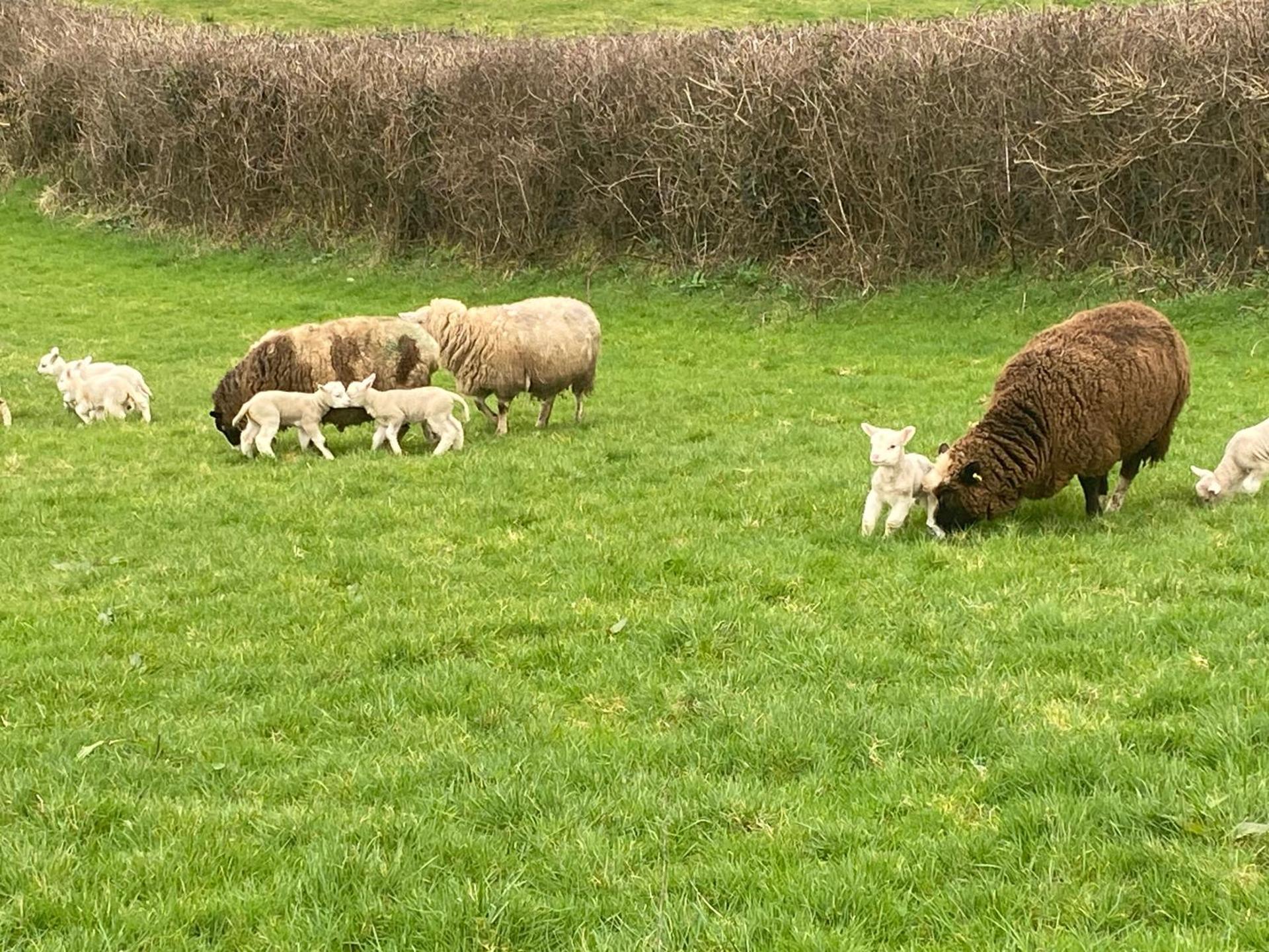 Cosy Cottage Broadford