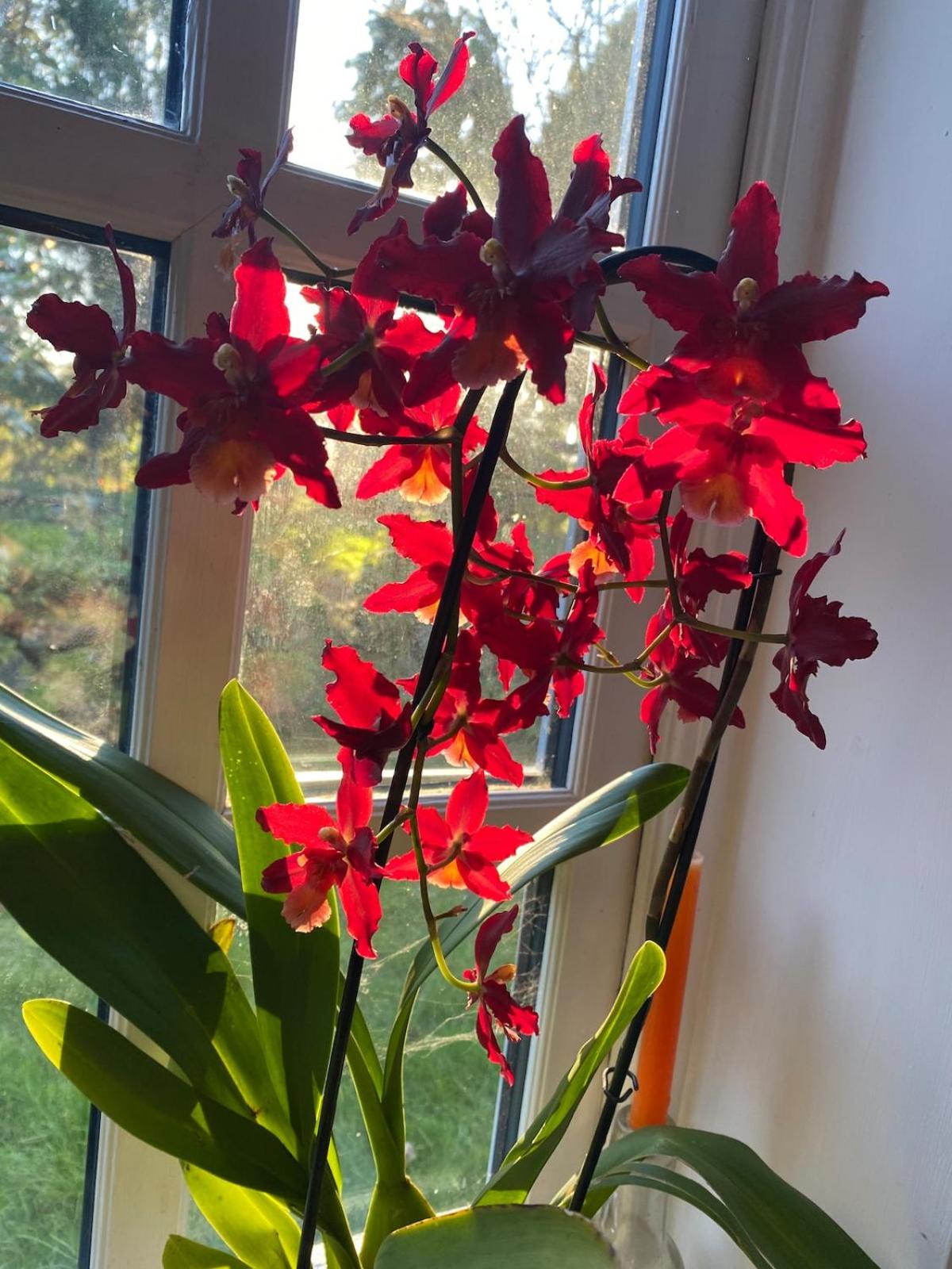 The Den at Husthwaite Gate