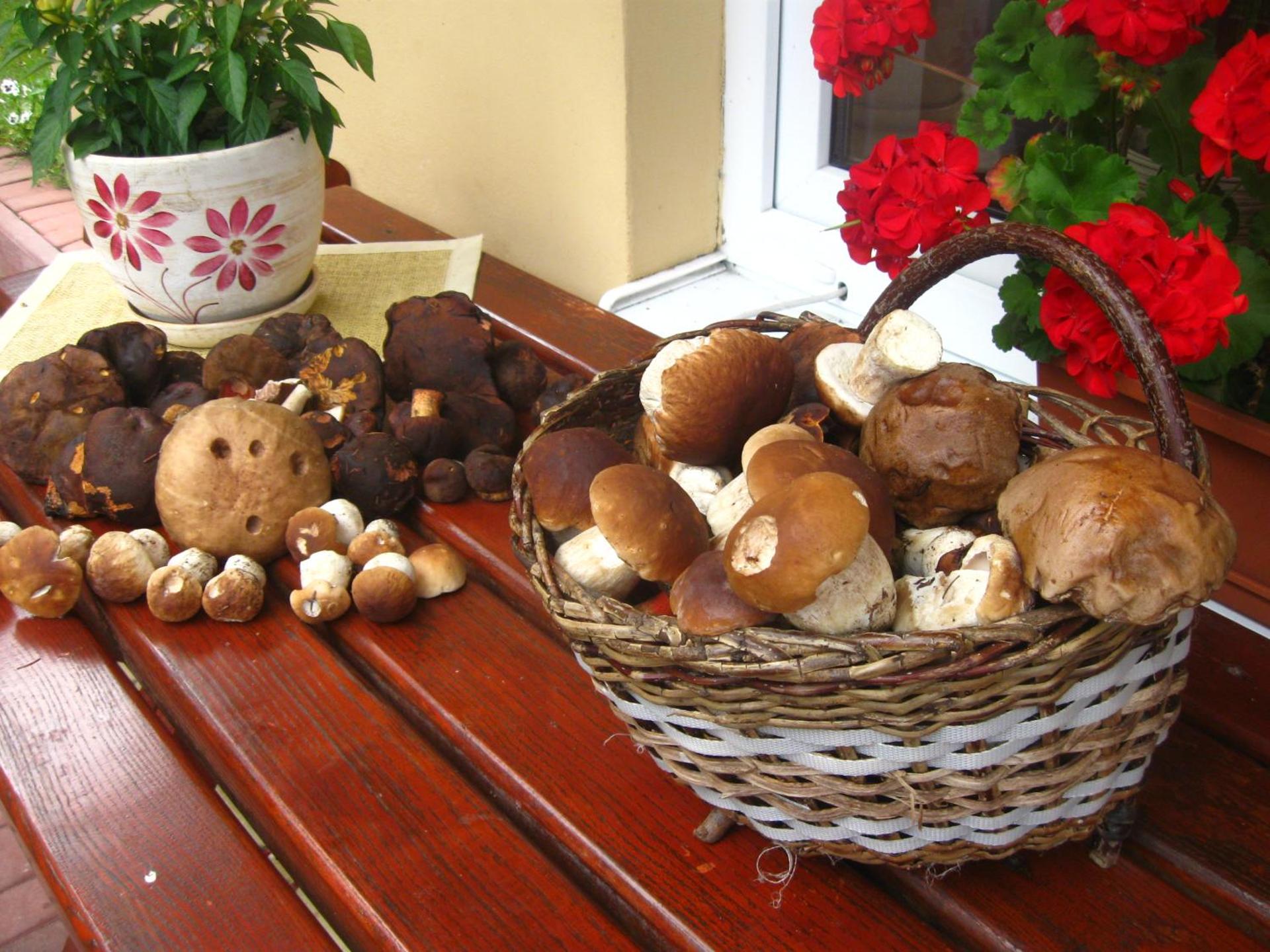 Agroturystyka Leśny Zakątek